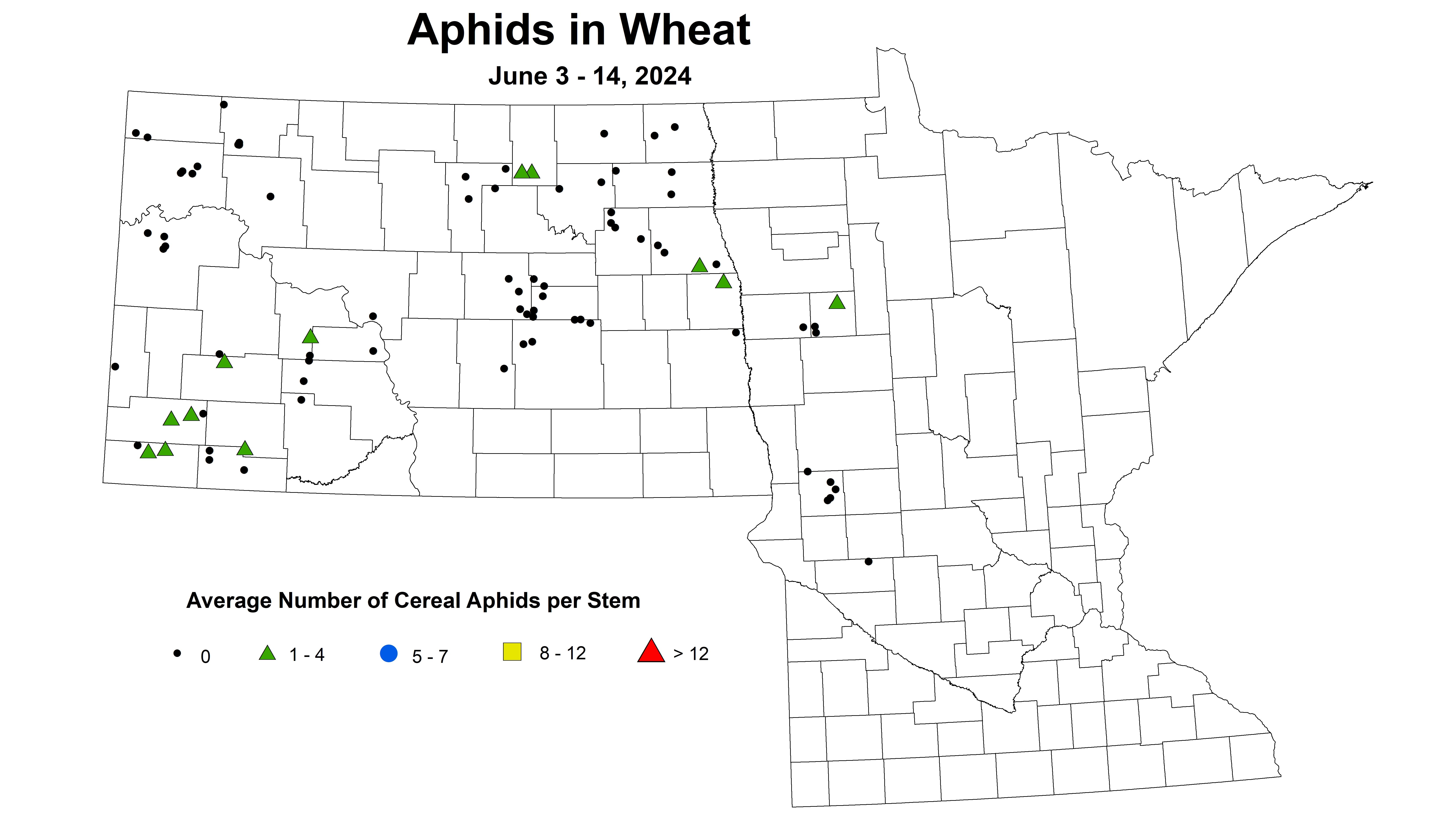 wheat aphids 2024 6.3-6.14