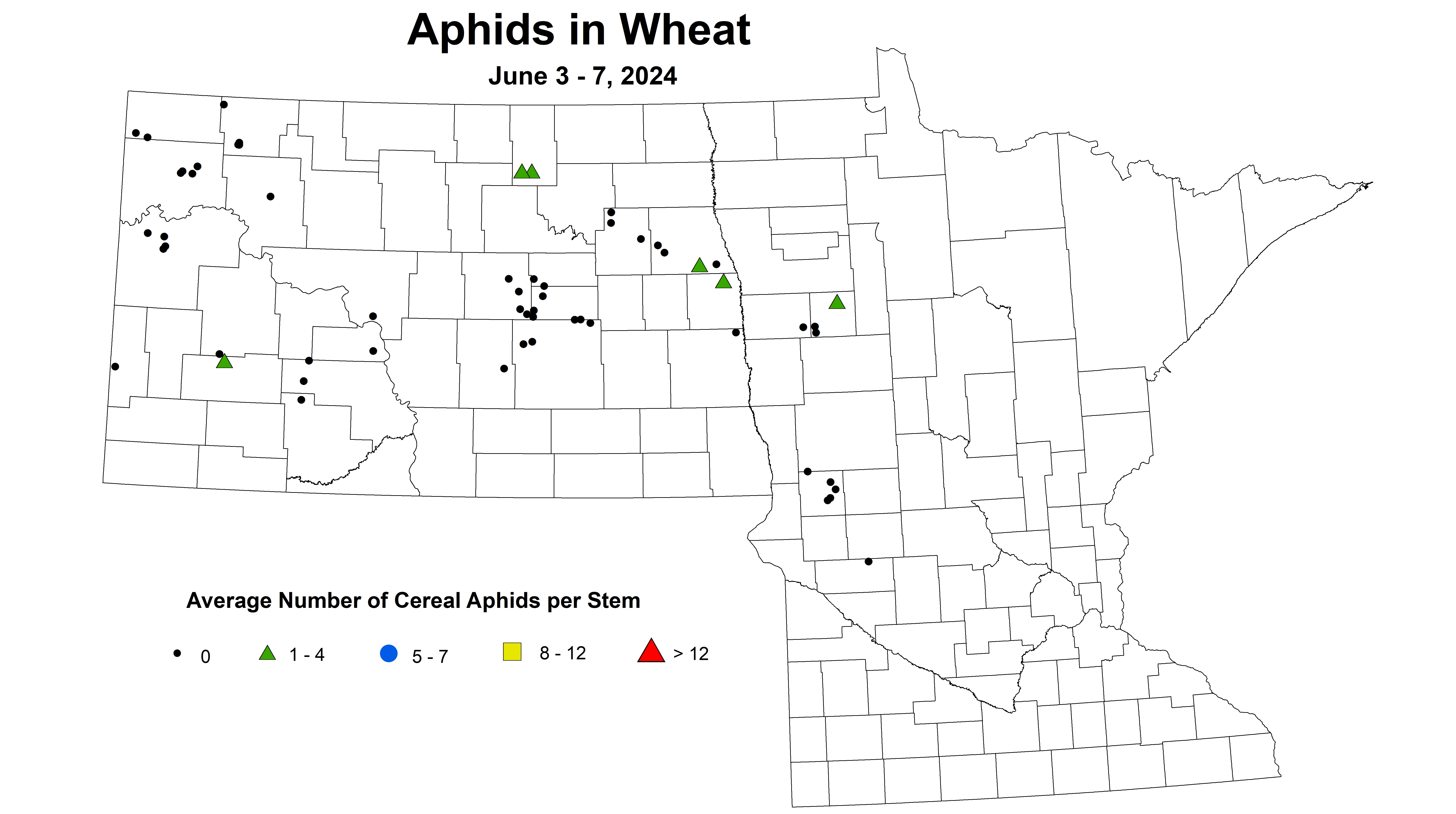 wheat aphids 2024 6.3-6.7