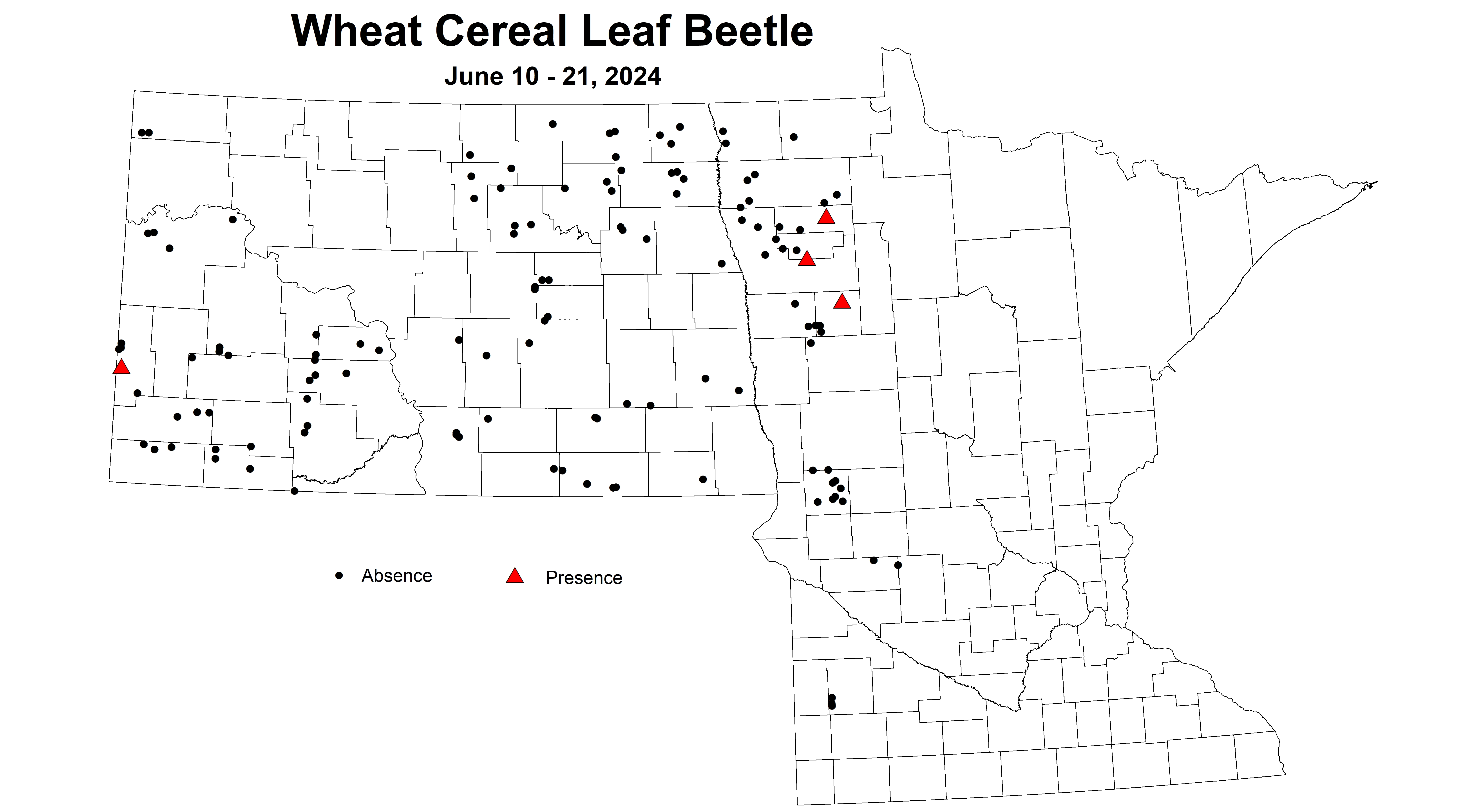 wheat cereal leaf beetle 2024 6.10-6.21