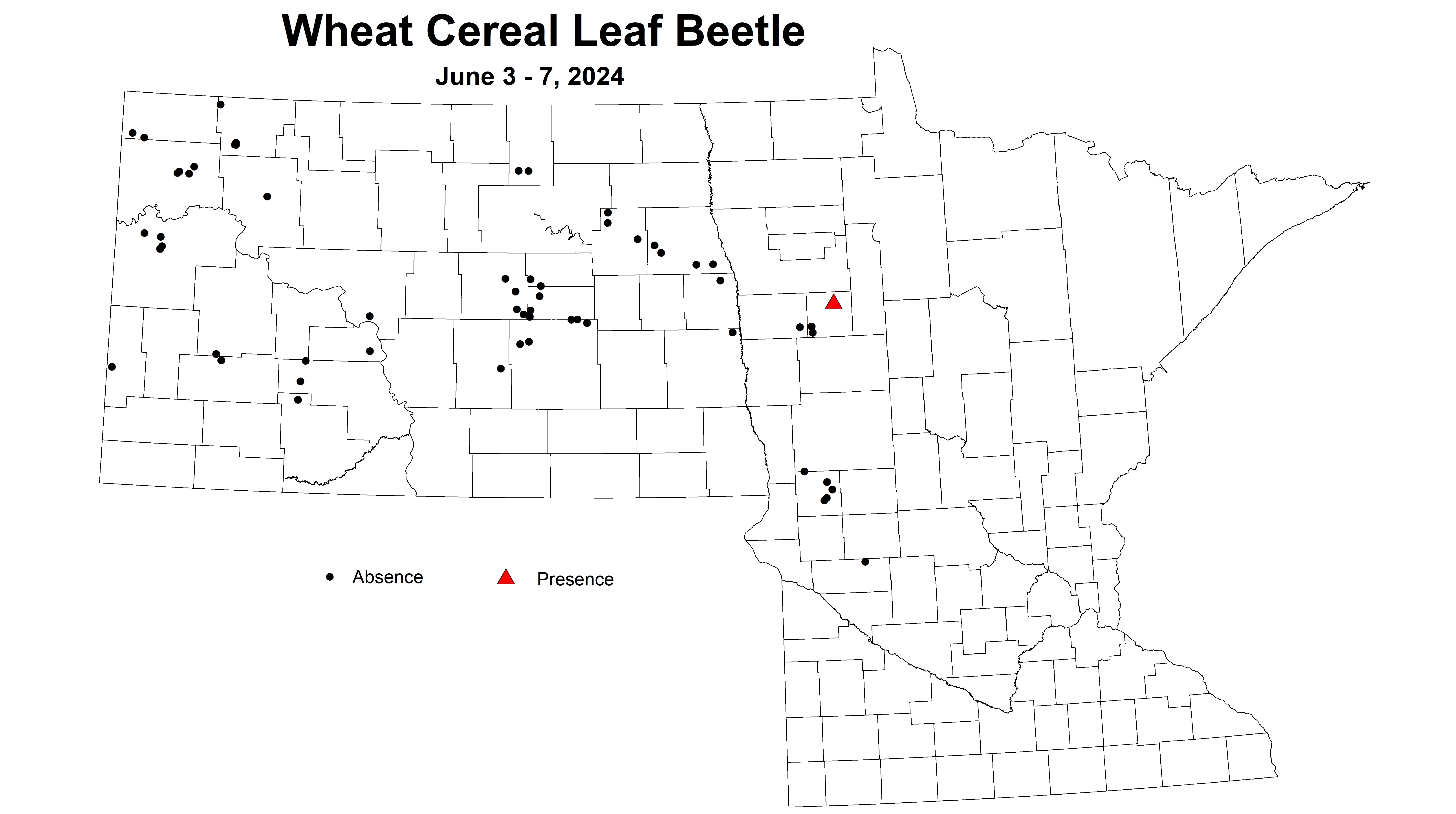 wheat cereal leaf beetle 2024 6.3-6.7