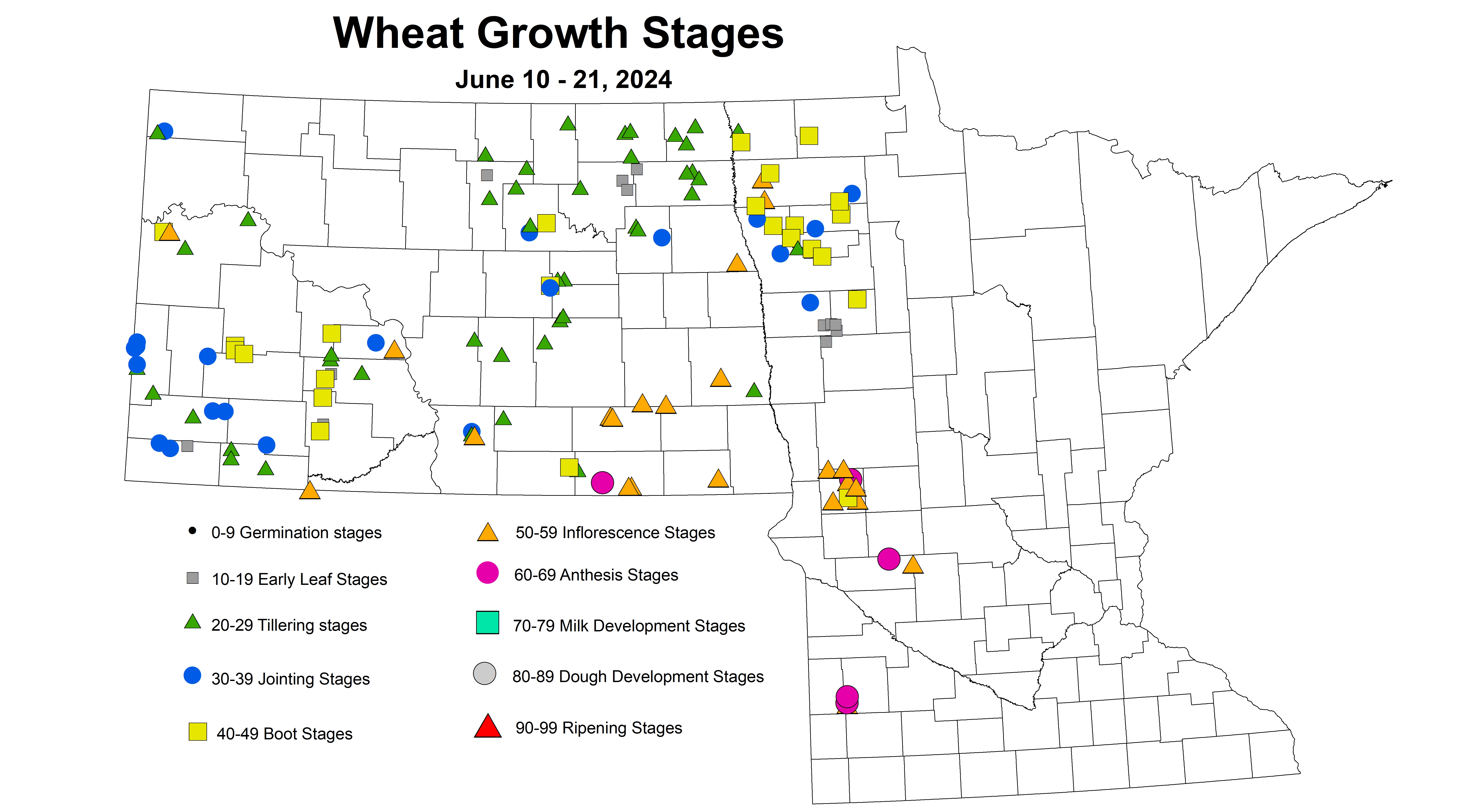 wheat growth stages 2024 6.10-6.21
