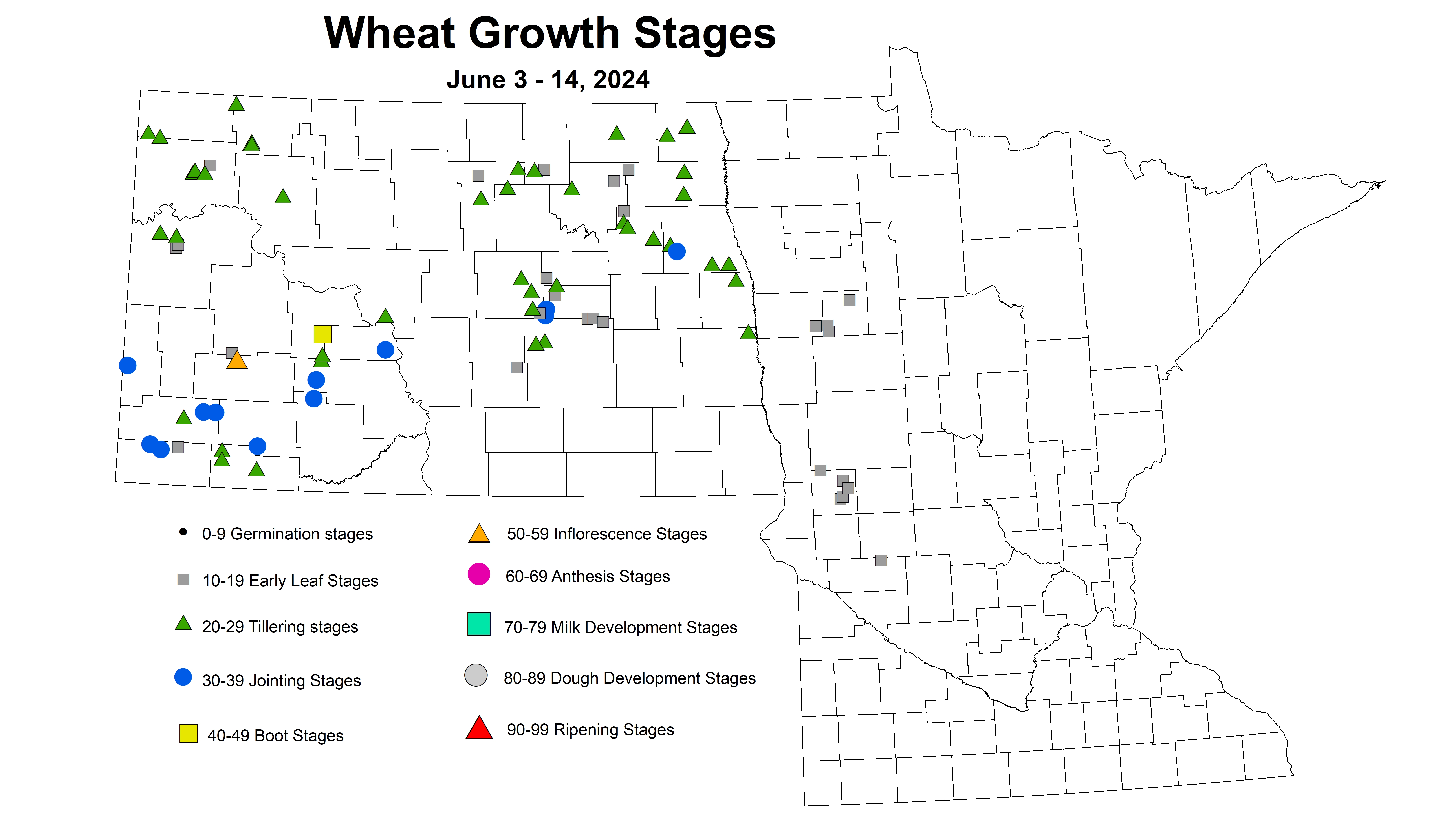 wheat growth stages 2024 6.3-6.14