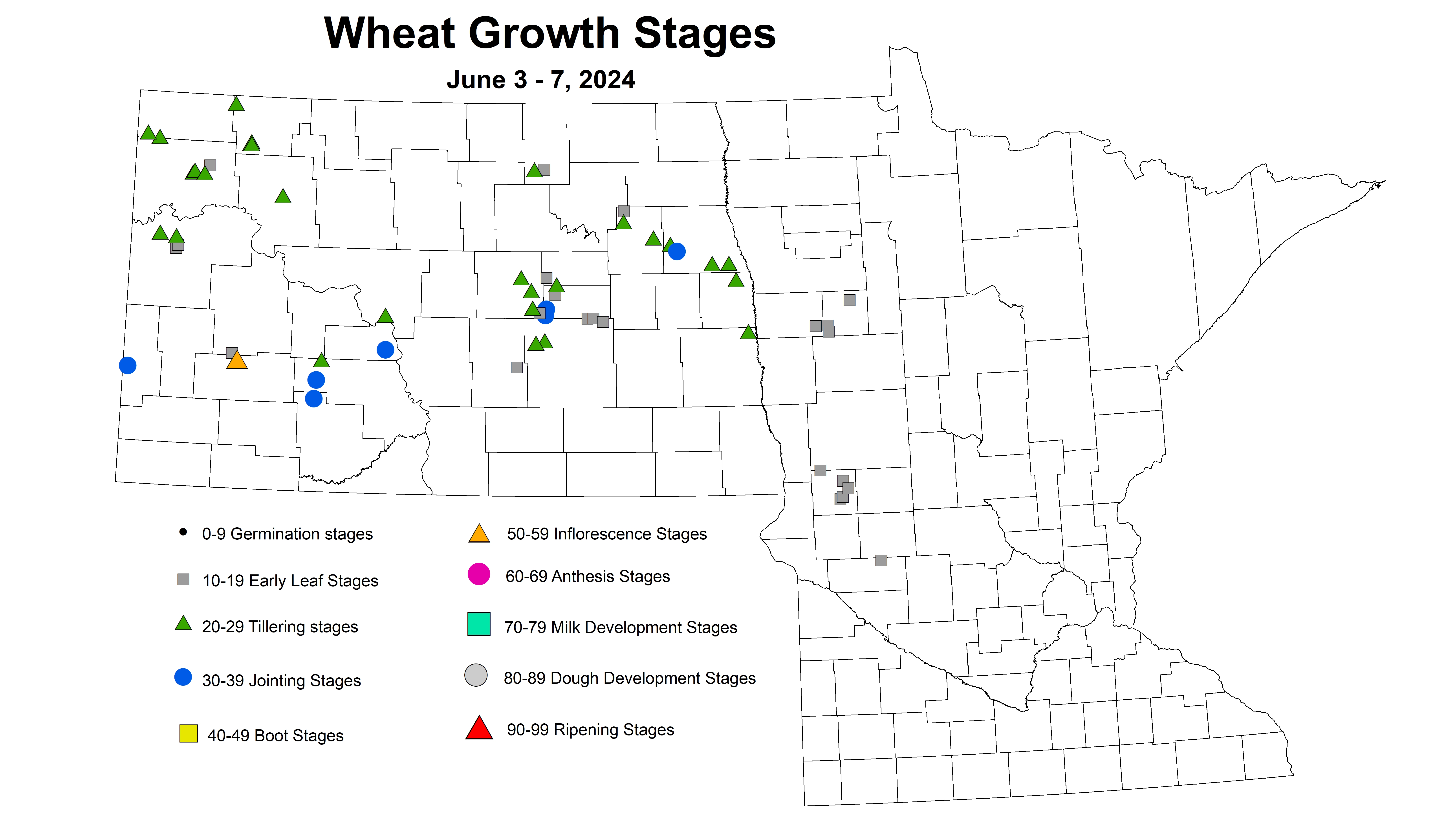 wheat growth stages 2024 6.3-6.7