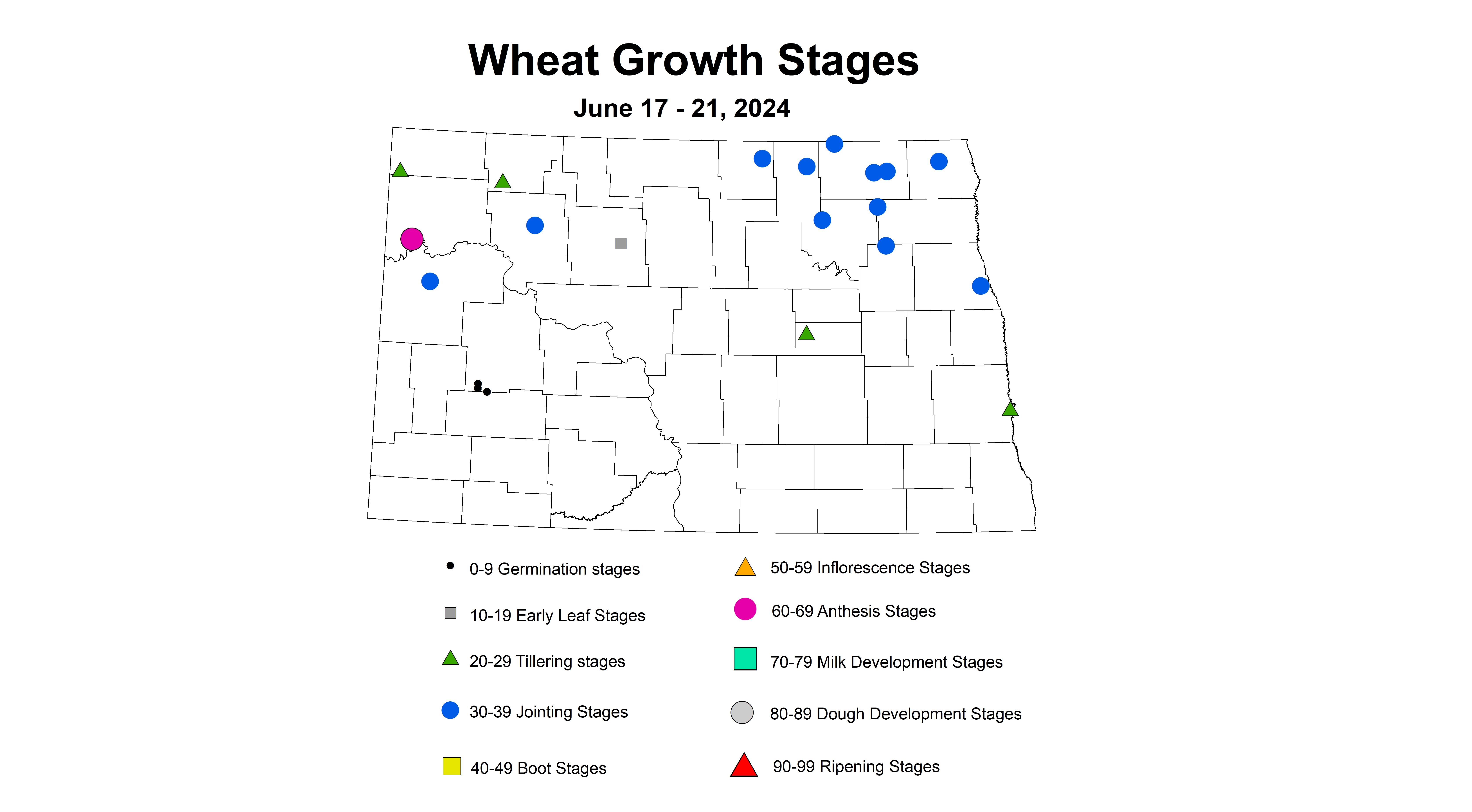 wheat growth stages 6.17-6.21 2024