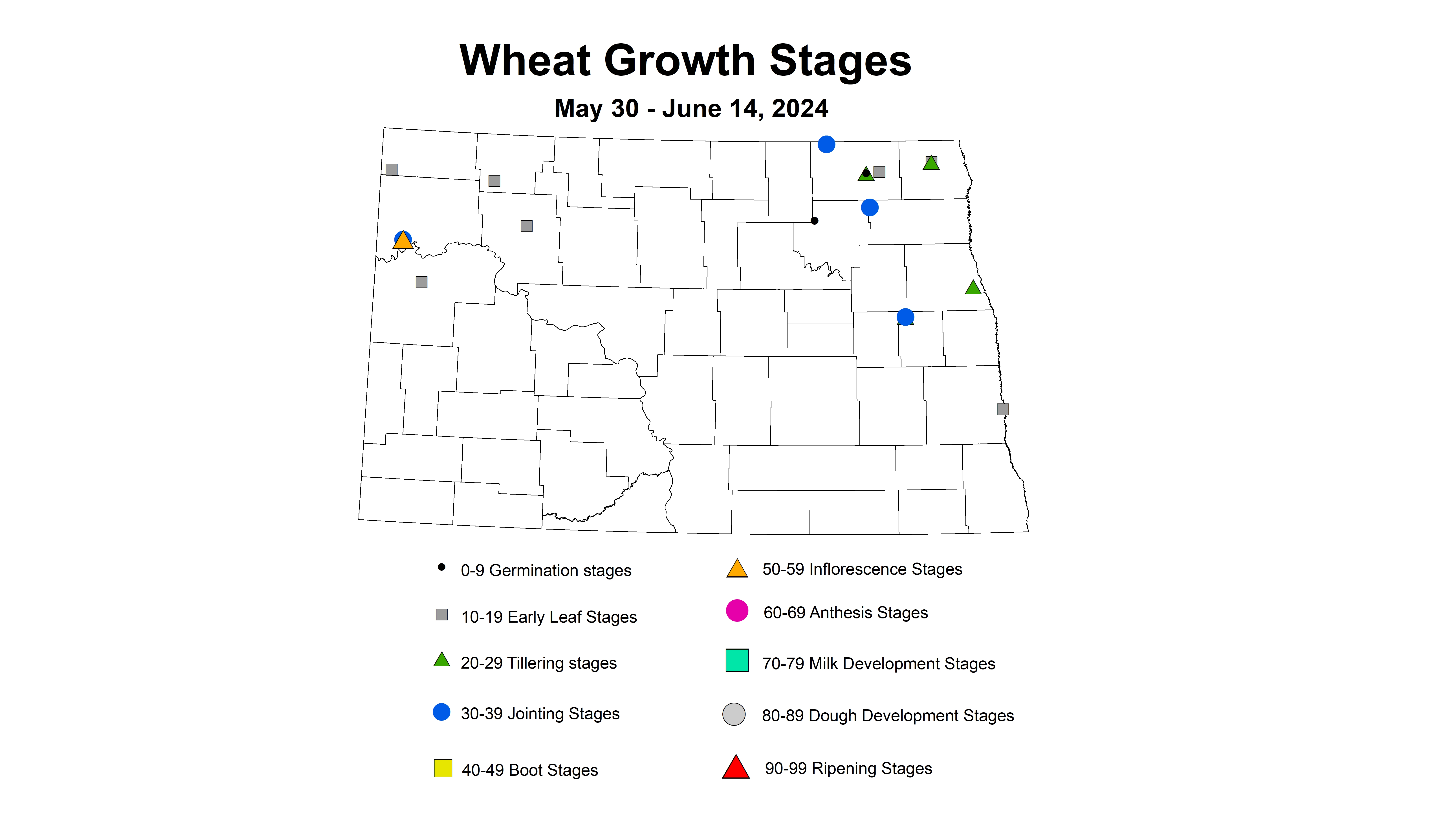 wheat insect wheat growth stages 5.30-6.14 2024