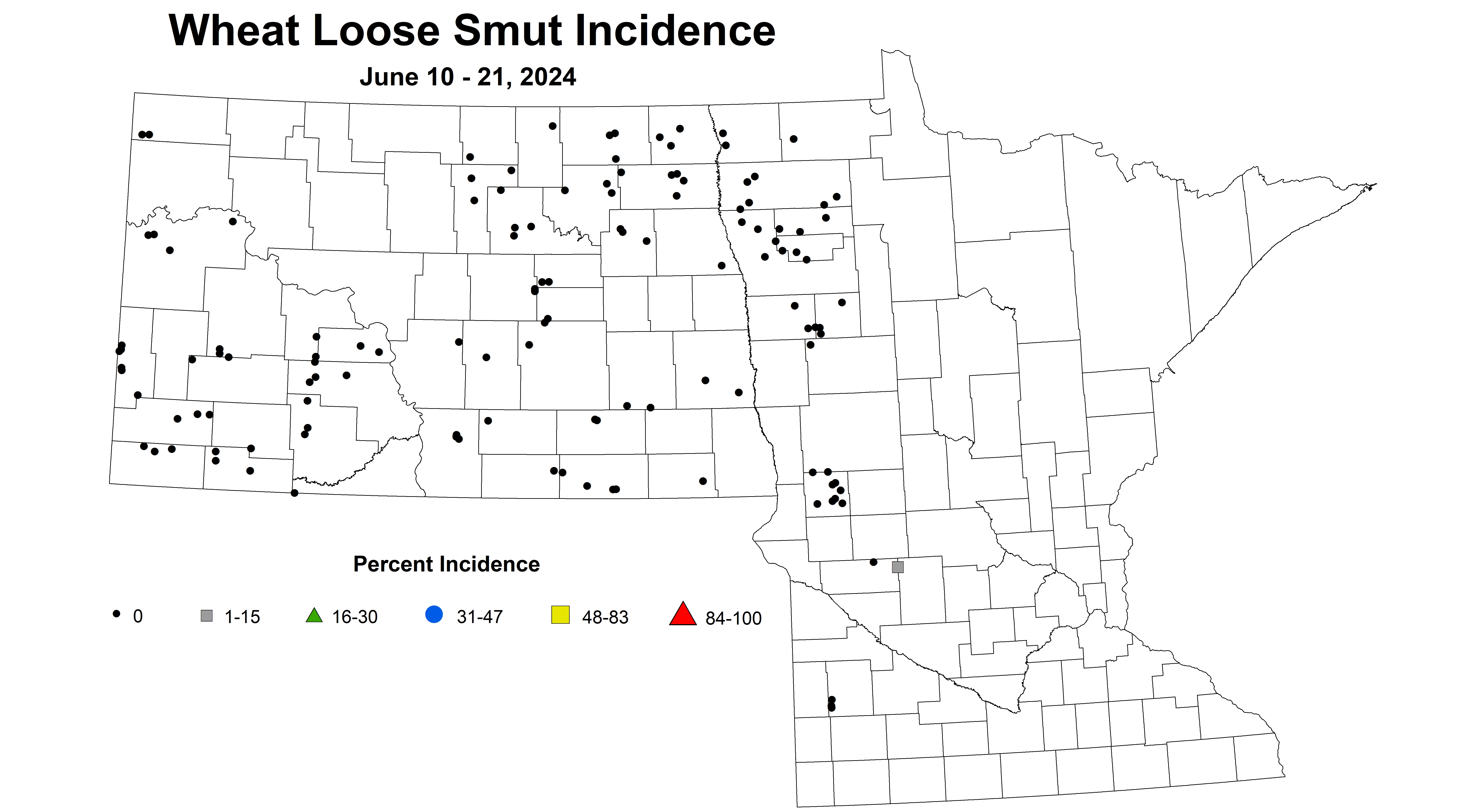 wheat loose smut incidence 2024 6.10-6.21