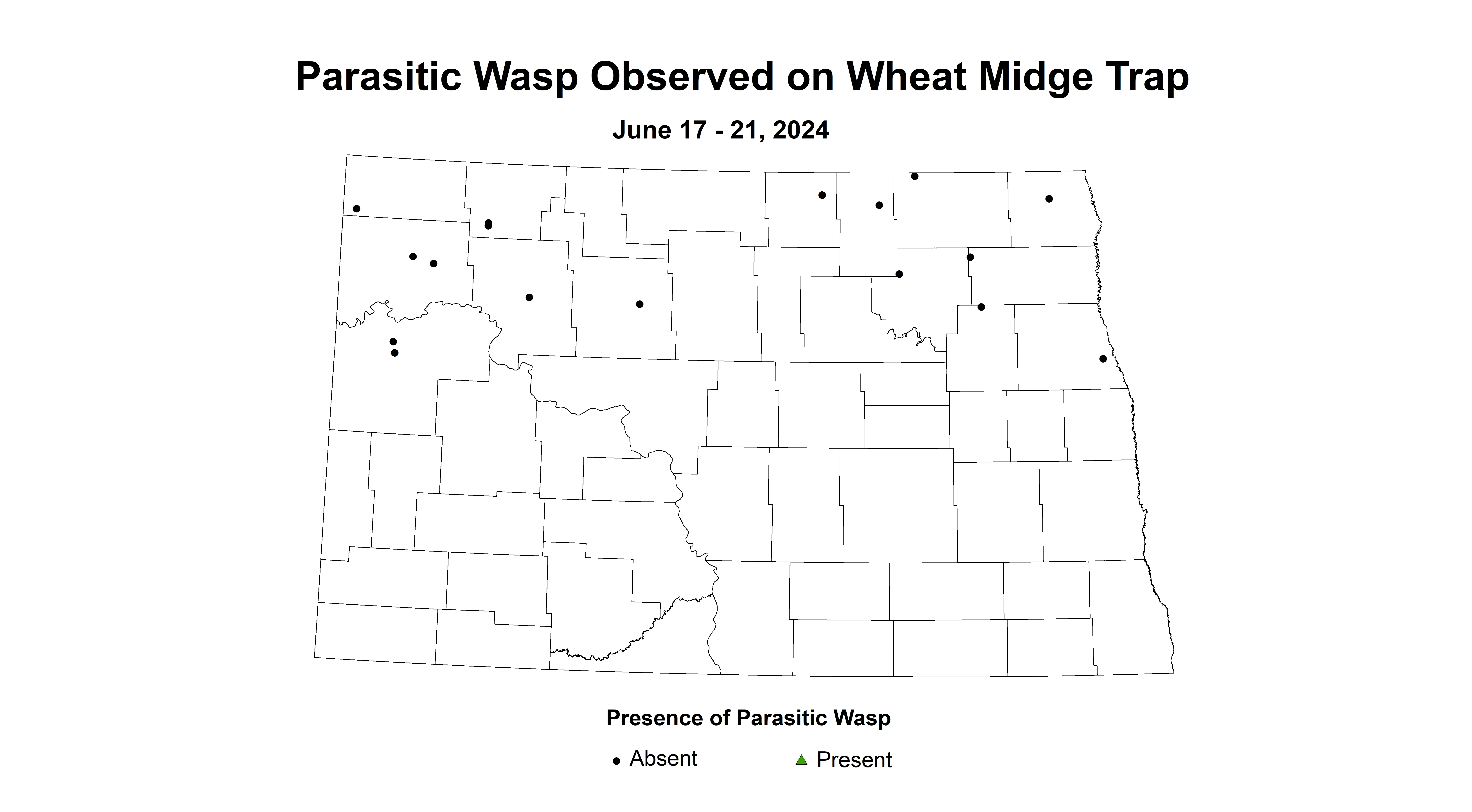 wheat midge trap parasitic wasp June 17-21 2024