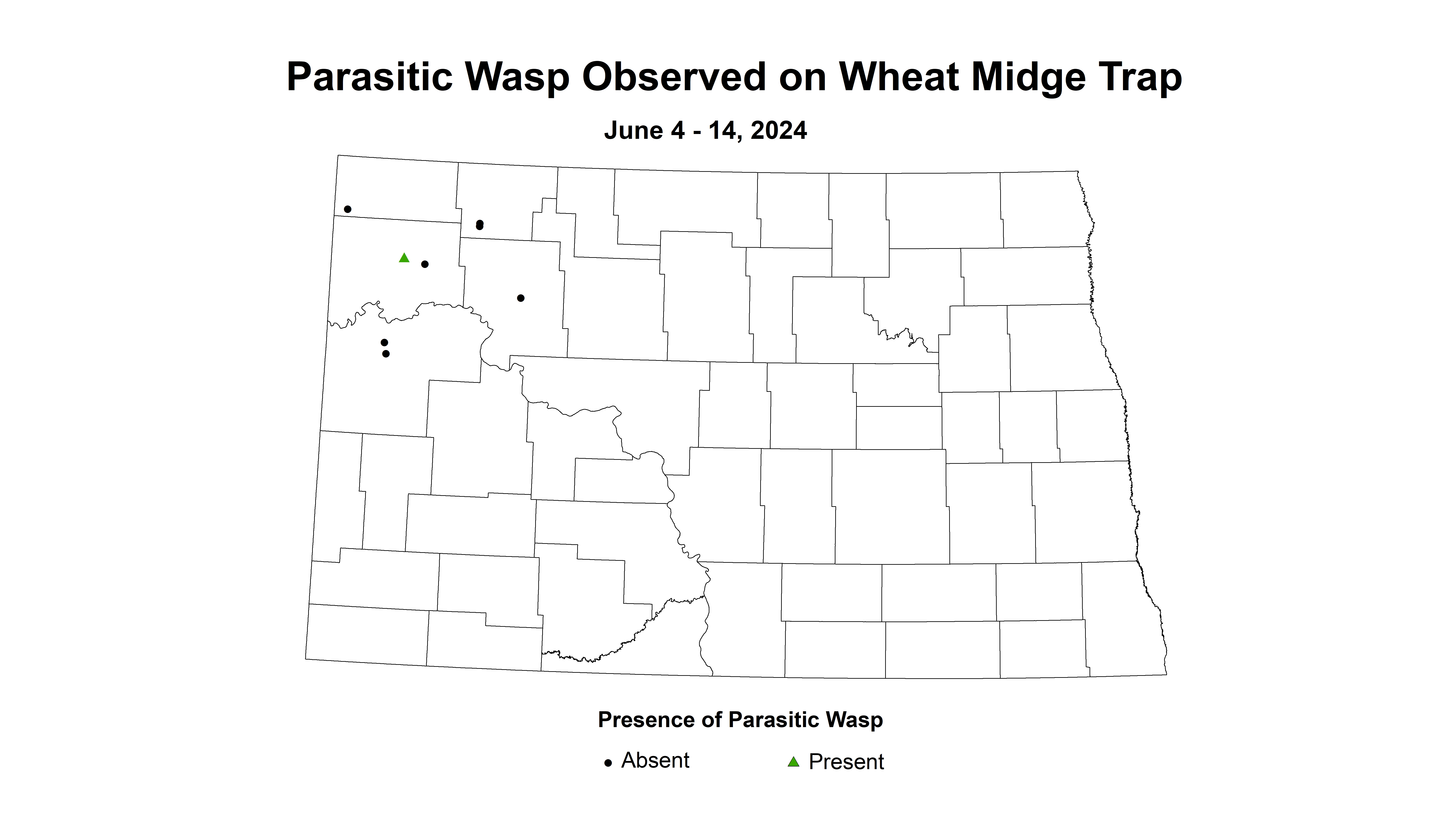 wheat midge trap parasitic wasp June 4-14 2024
