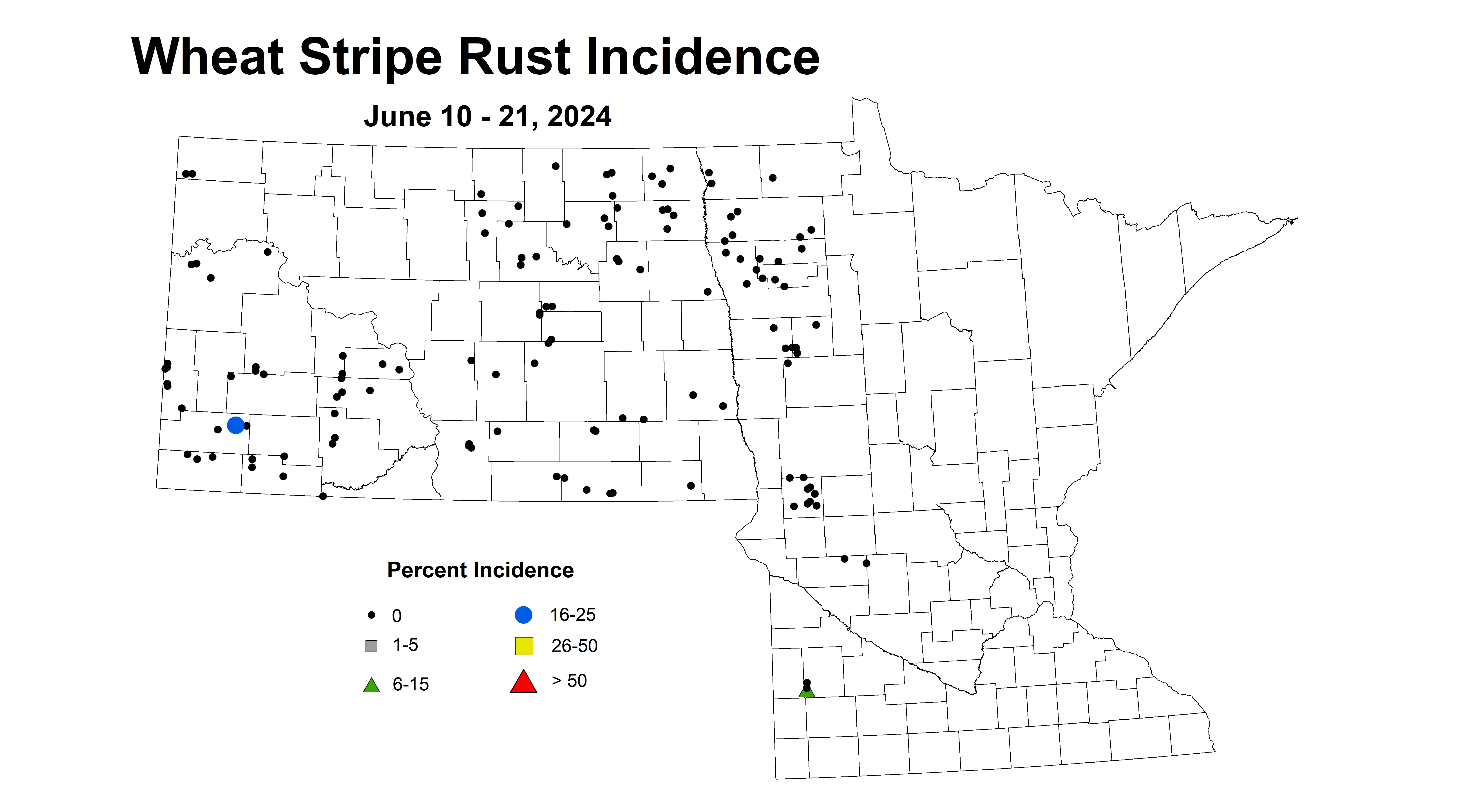 wheat stripe rust incidence 2024 6.10-6.21