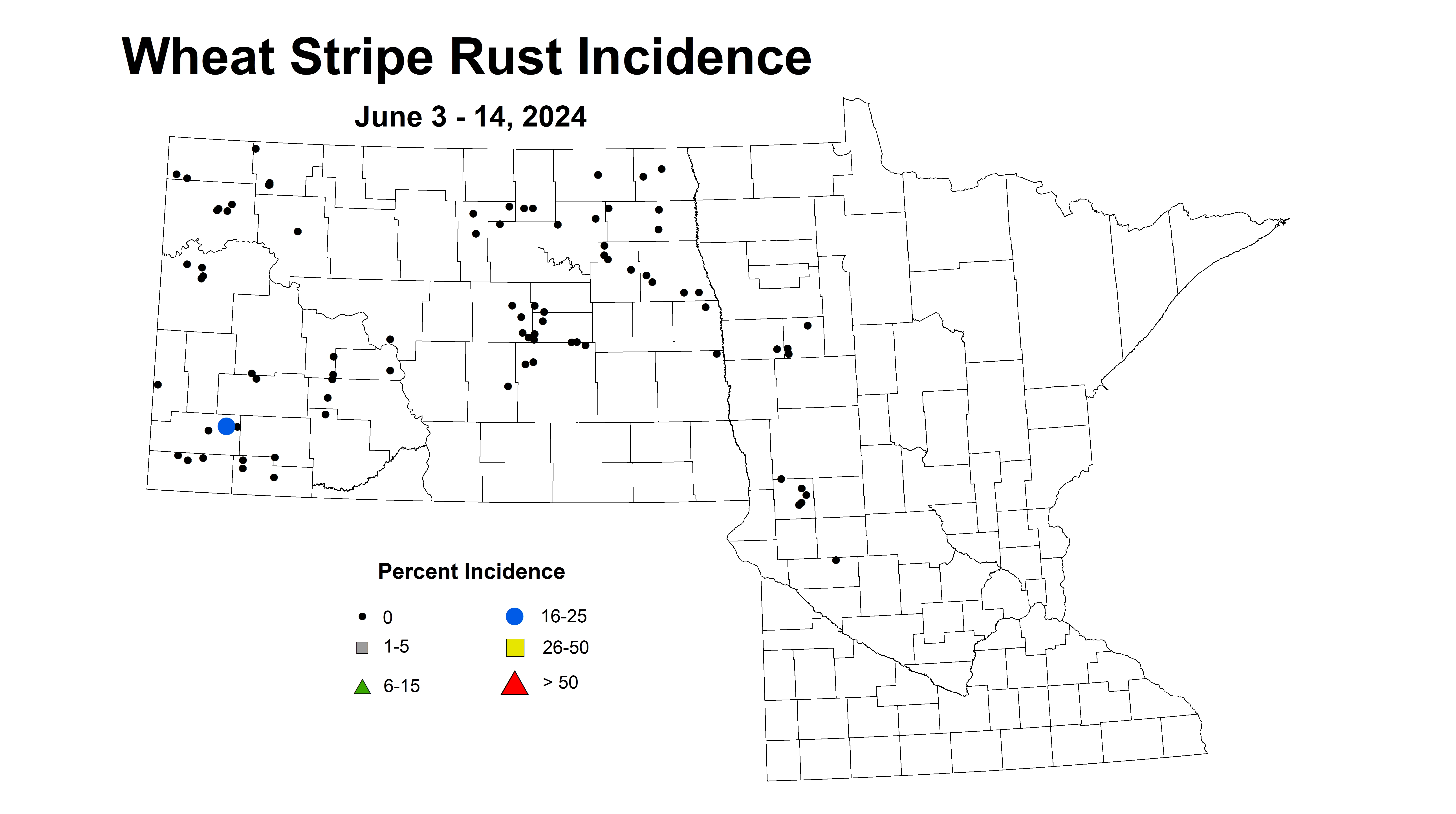 wheat stripe rust incidence 2024 6.3-6.14