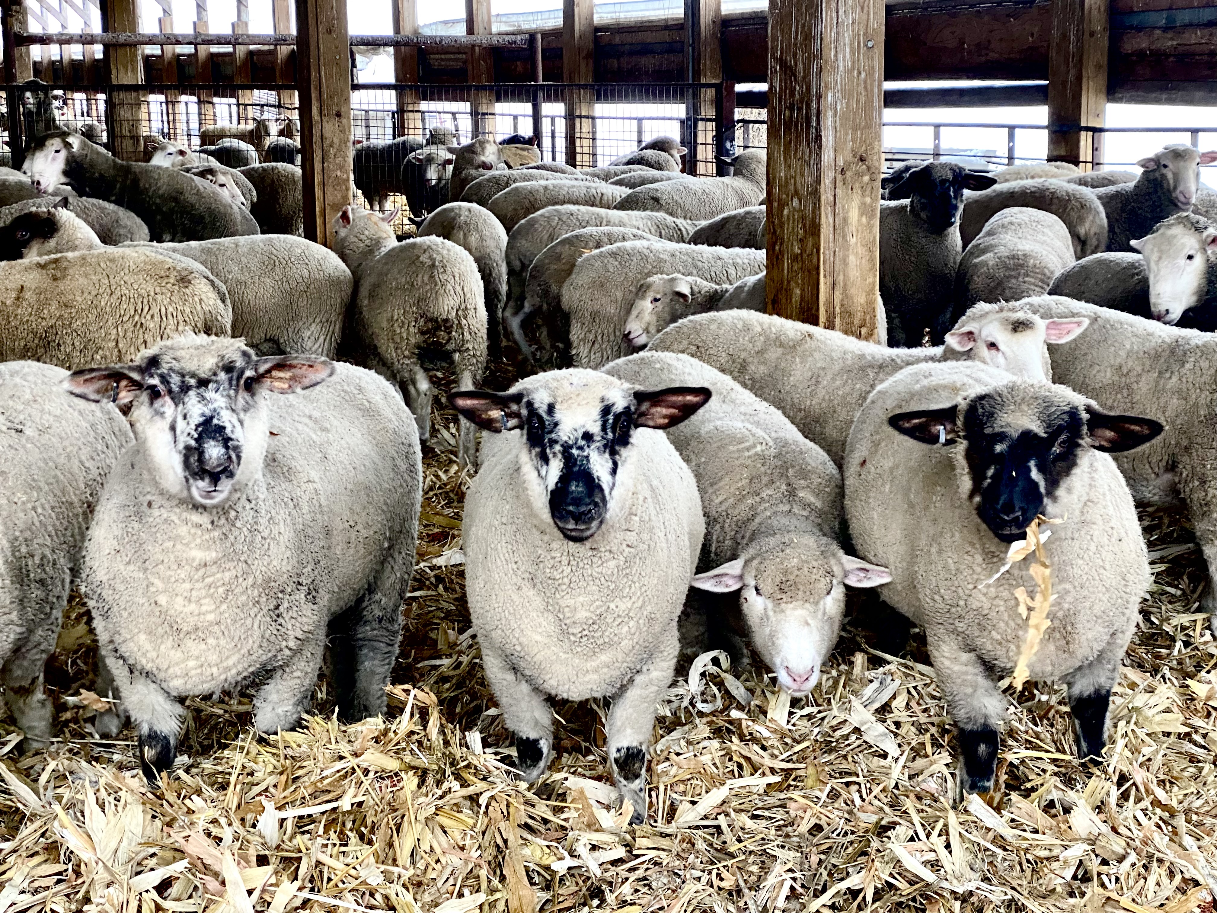 sheep in a barn