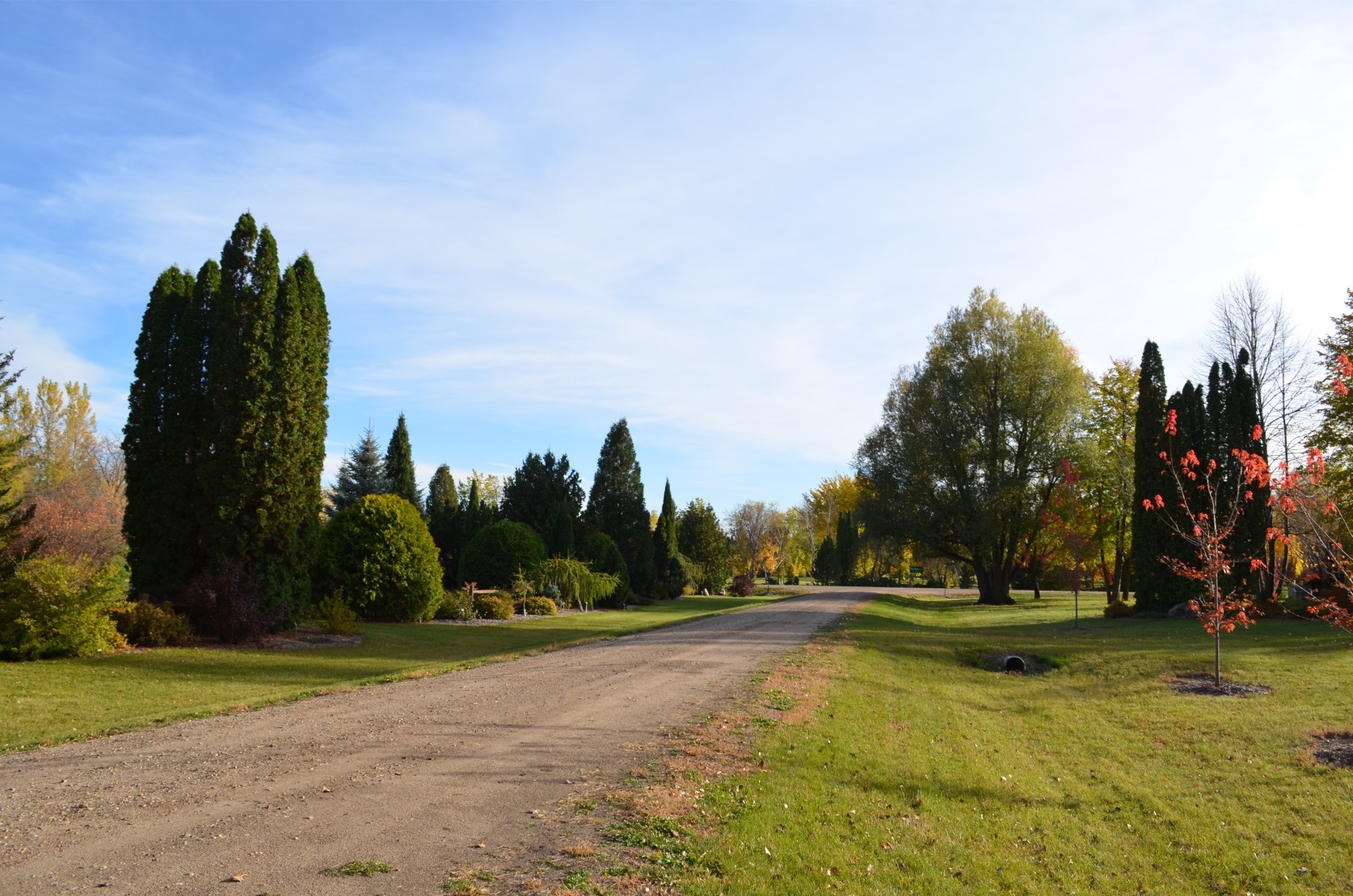 gravel road with various trees and shrubs on each side