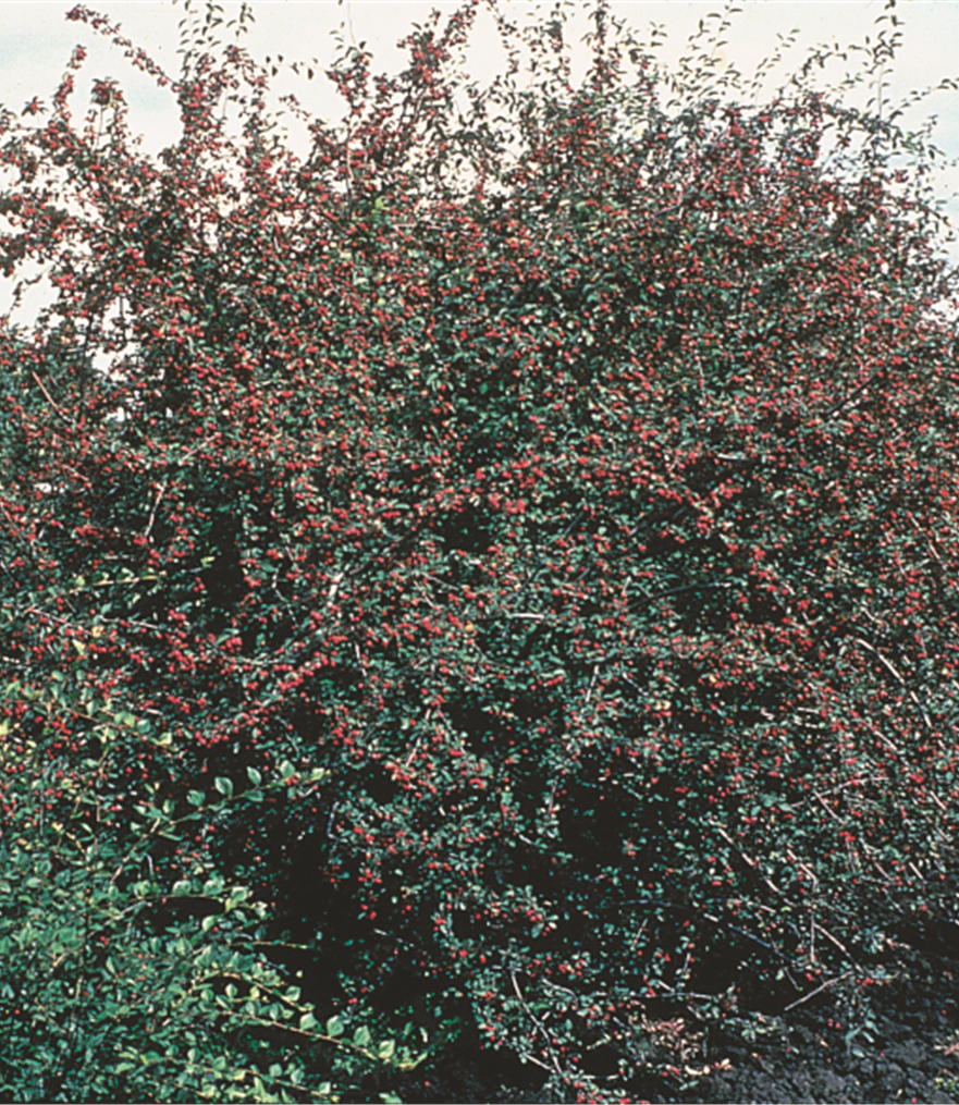 European Cotoneaster