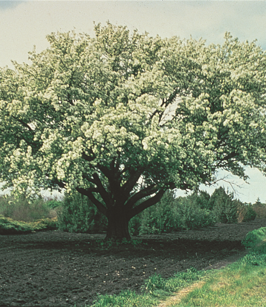 Flowering Crabapple