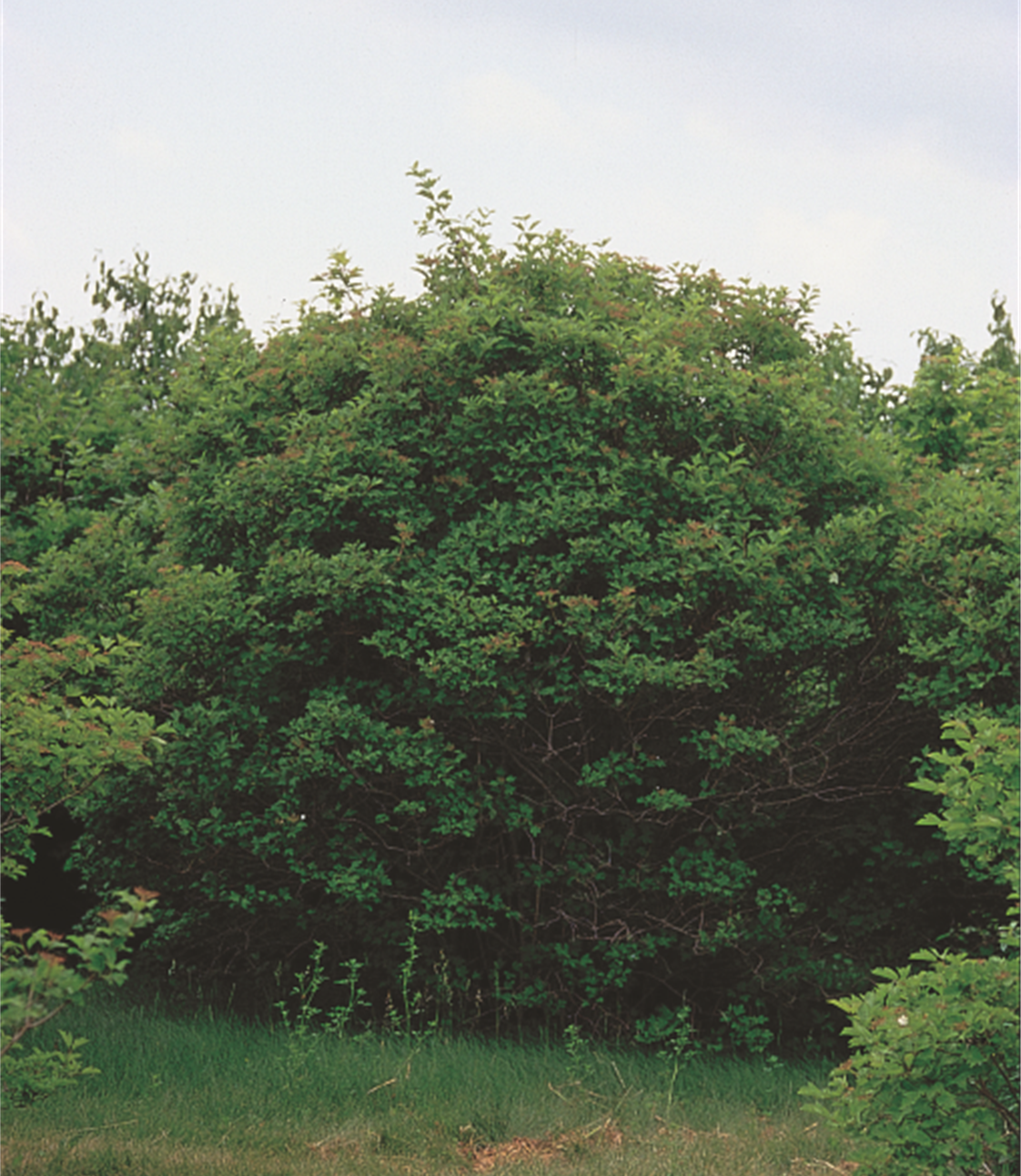 American Cranberrybush 