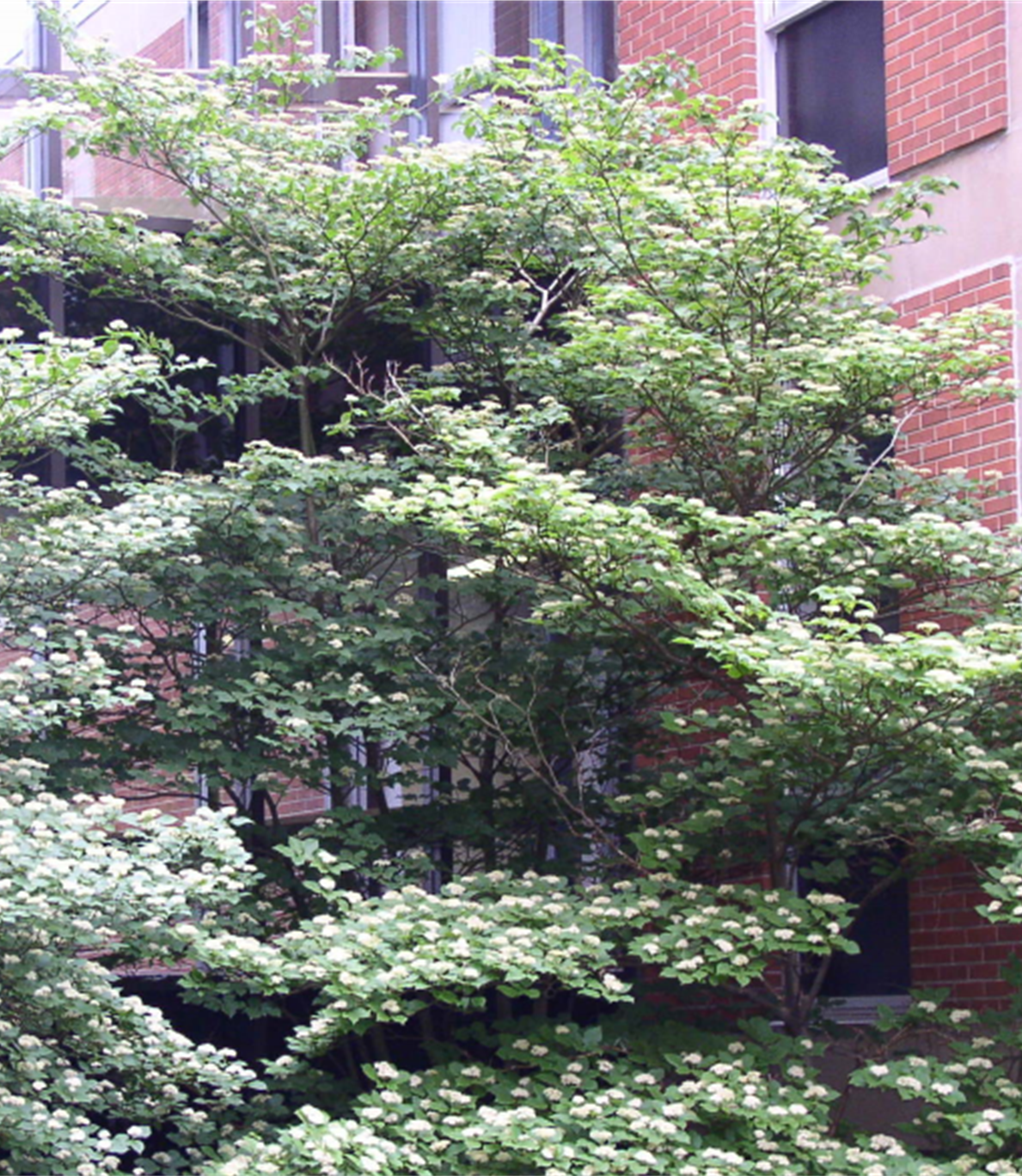 Pagoda Dogwood