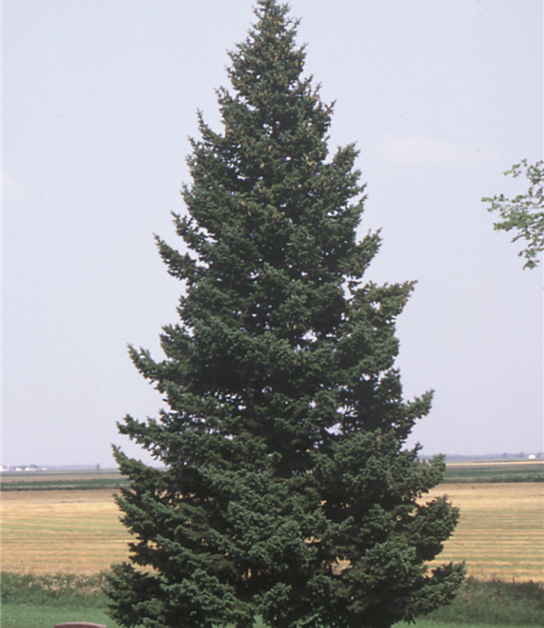 Rocky Mountain Douglas-Fir