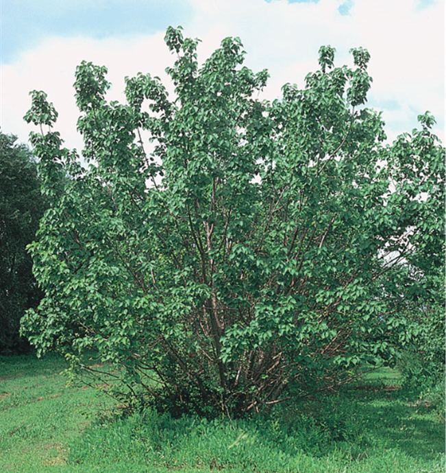 Manchurian Apricot