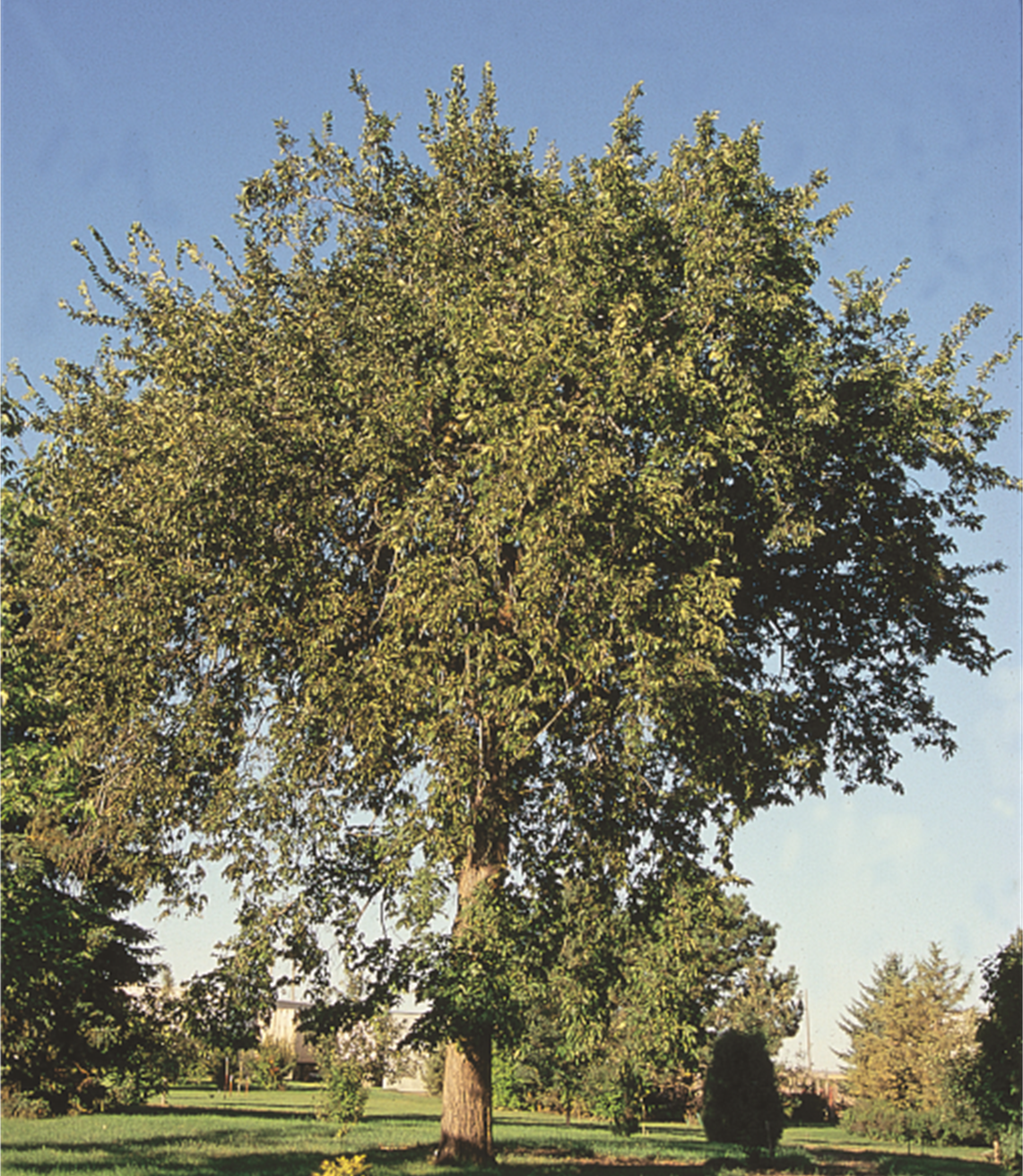 American Elm 