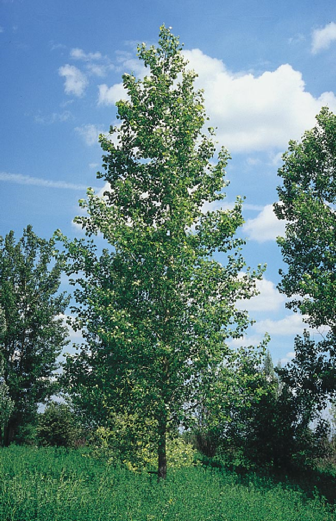 Quaking Aspen