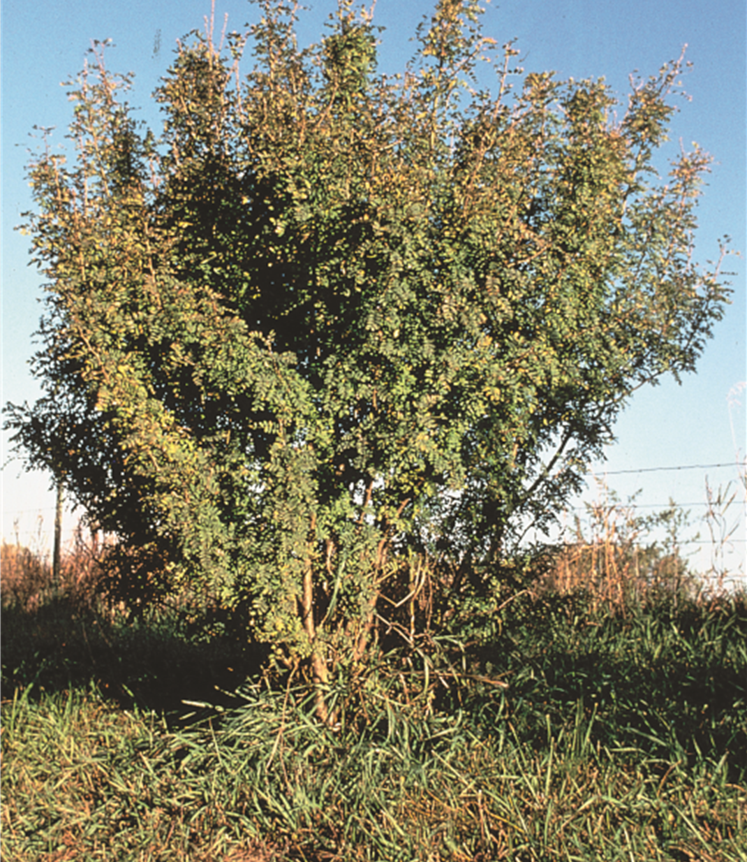 Caragana-Siberian Peashrub General 