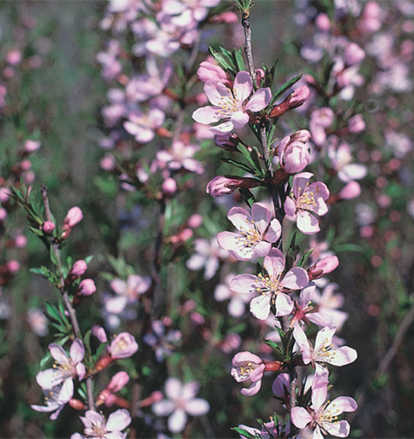 Russian Almond