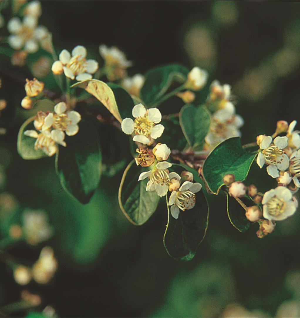 European Cotoneaster