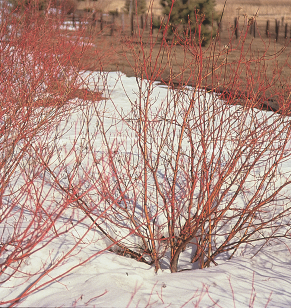 Redosier Dogwood 