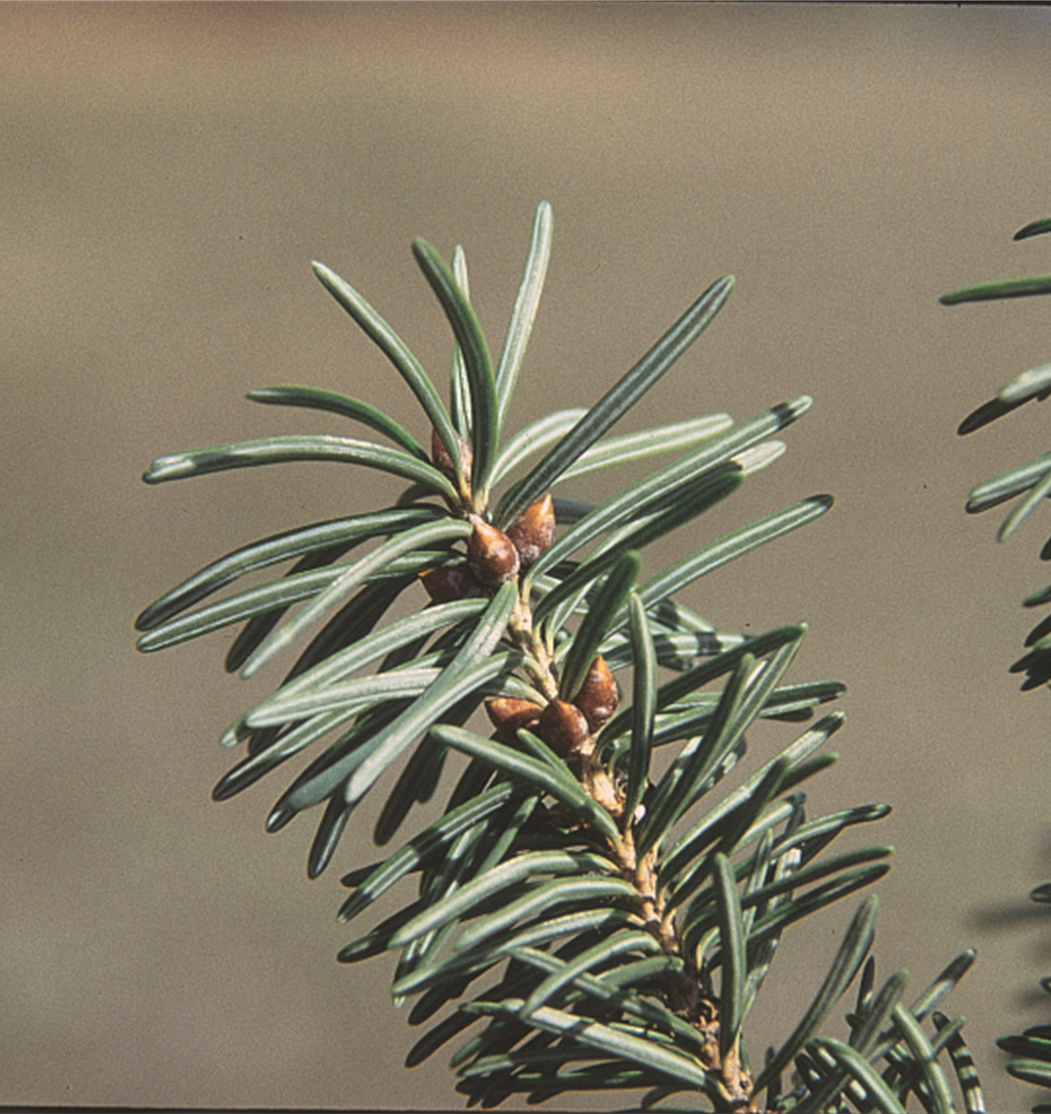 Rocky Mountain Douglas-Fir