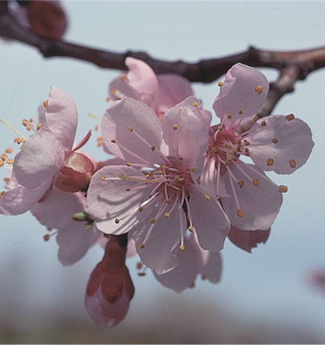 Manchurian Apricot