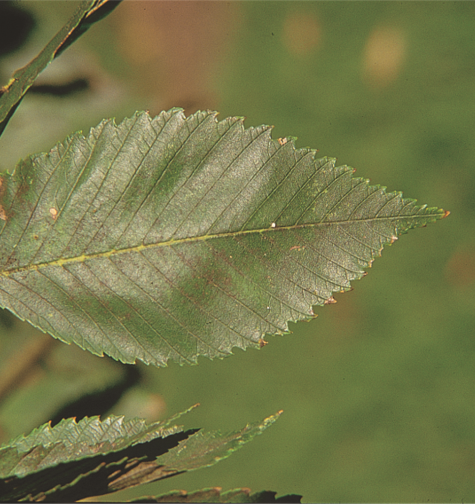 American Elm 