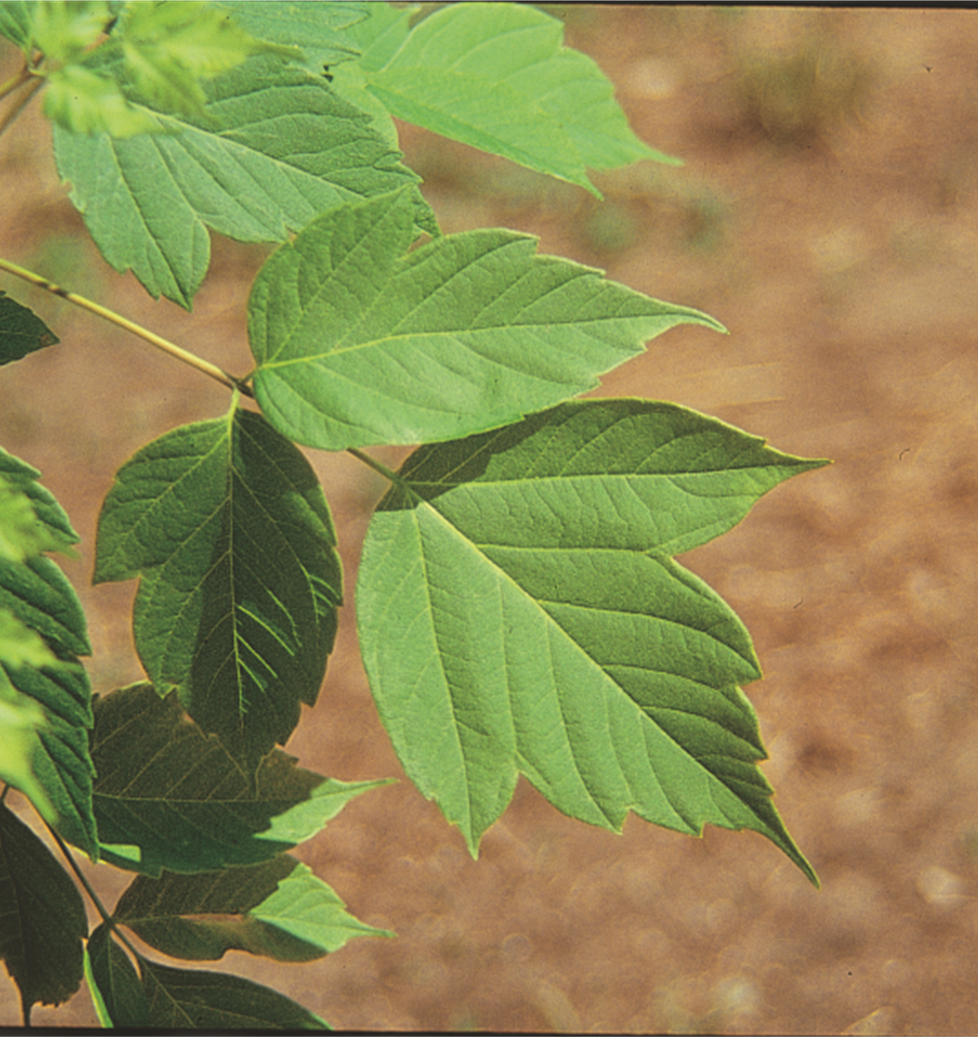 Boxelder