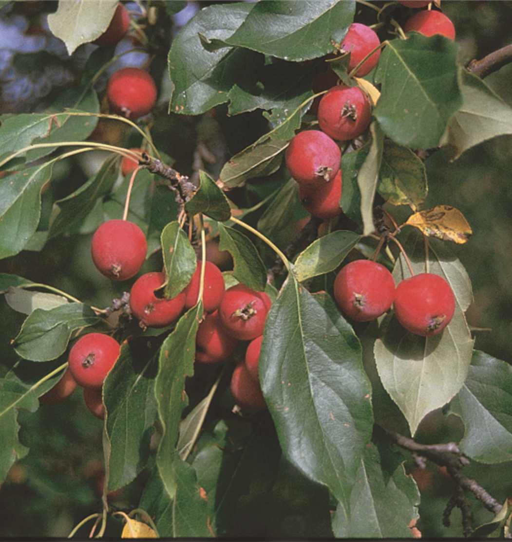 Flowering Crabapple