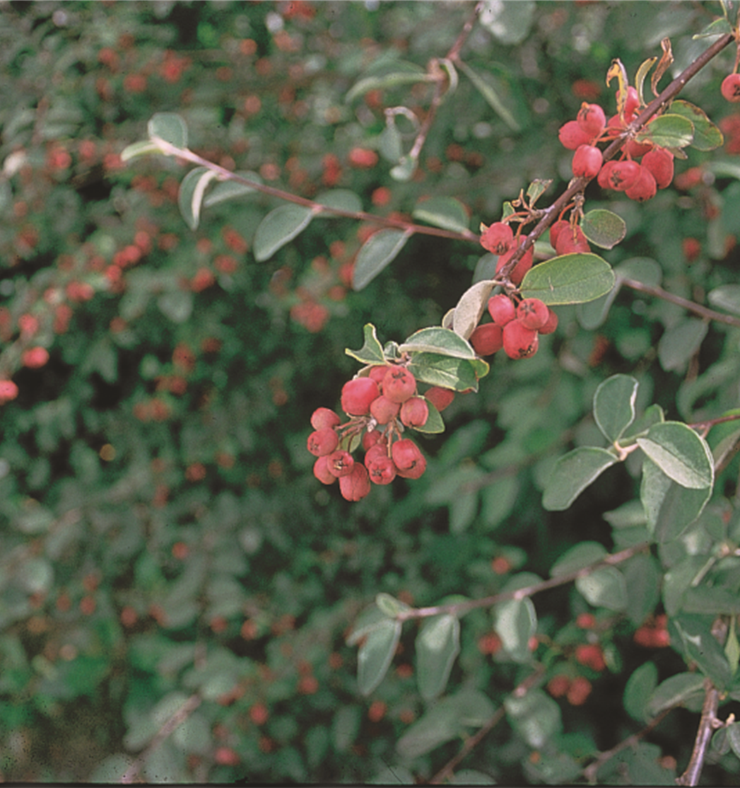 European Cotoneaster