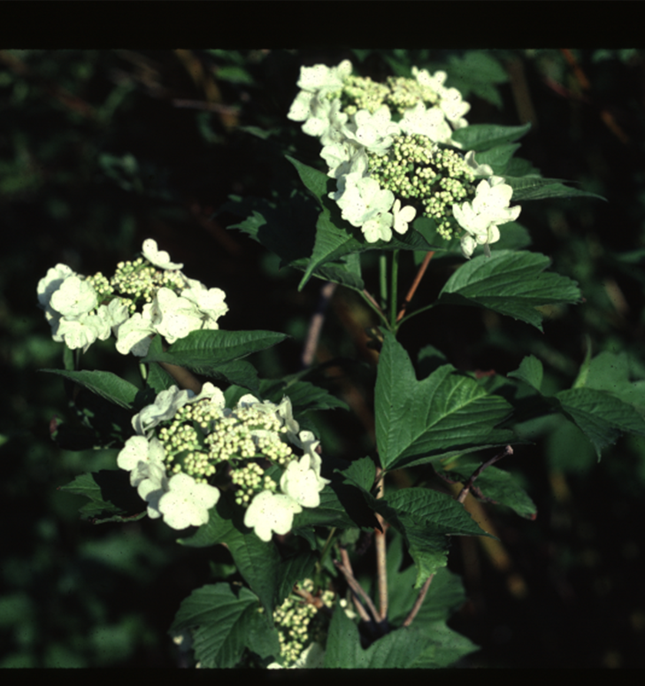 American Cranberrybush 