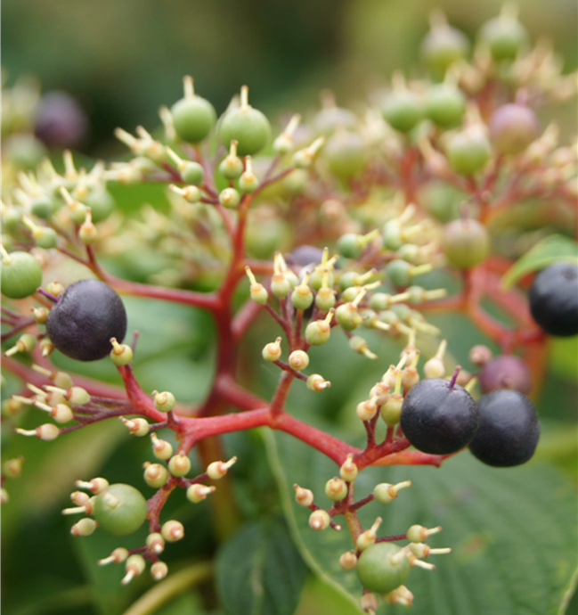 Pagoda Dogwood