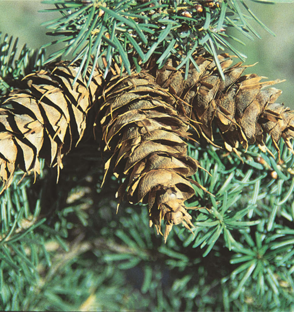 Rocky Mountain Douglas-Fir