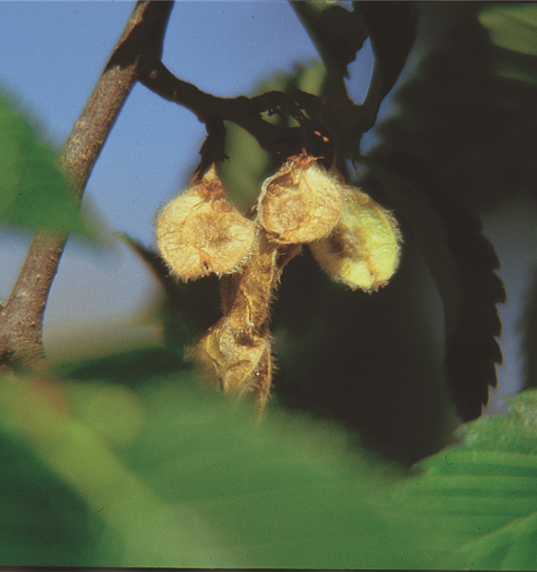 American Elm 