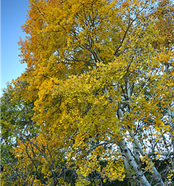 Quaking Aspen