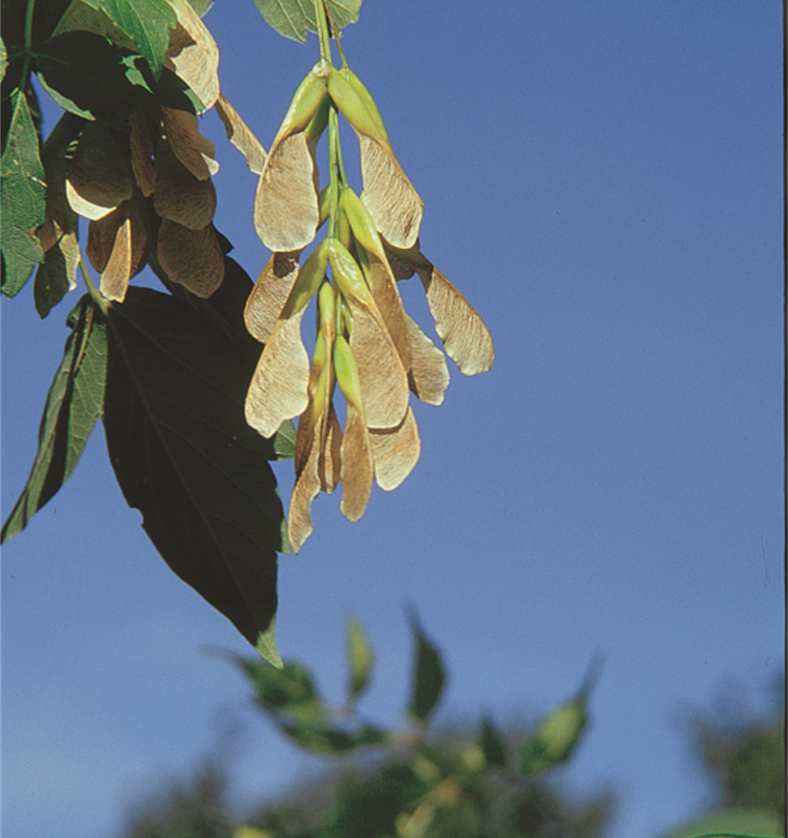 Boxelder