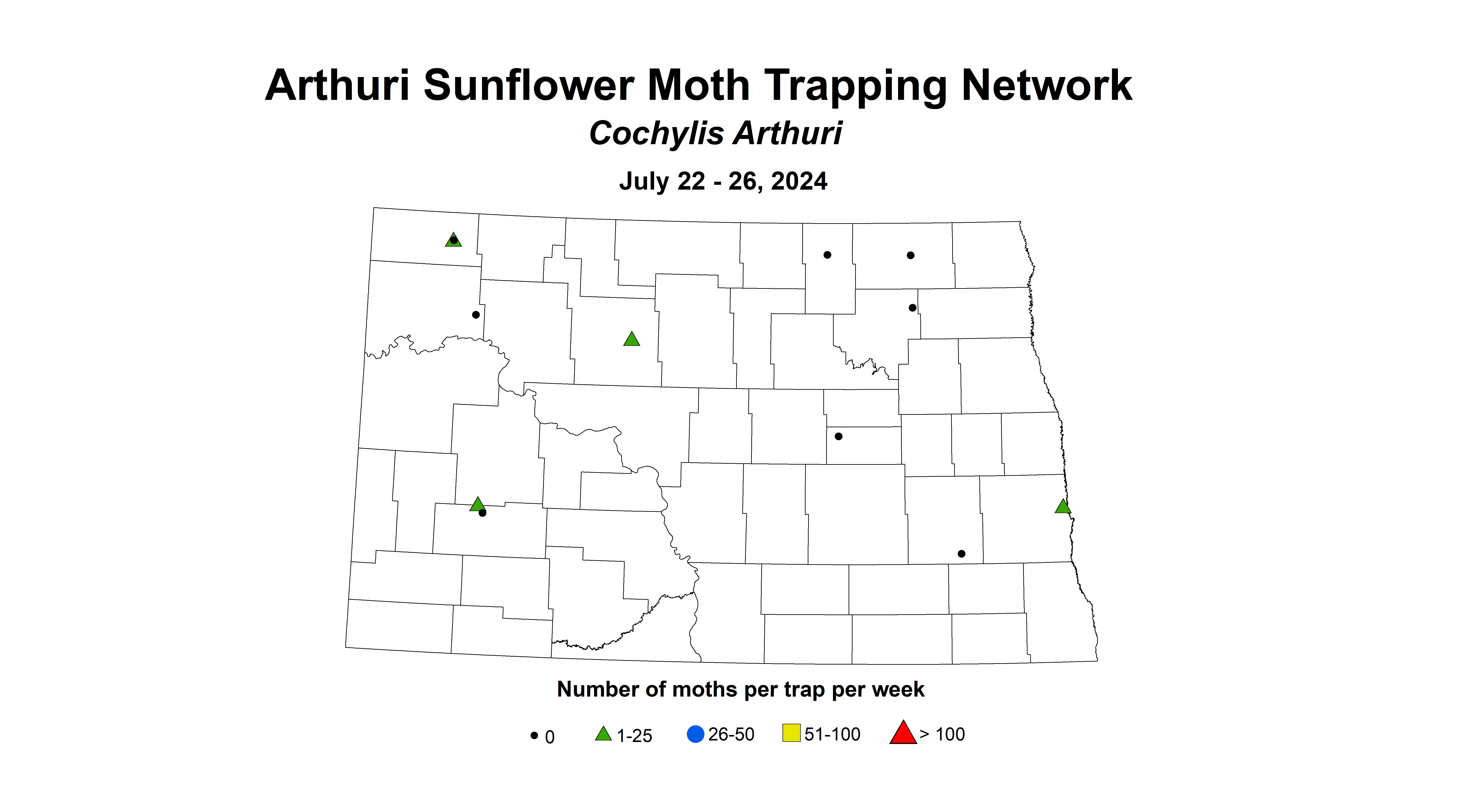 arthuri sunflower moth July 22 - 26 2024