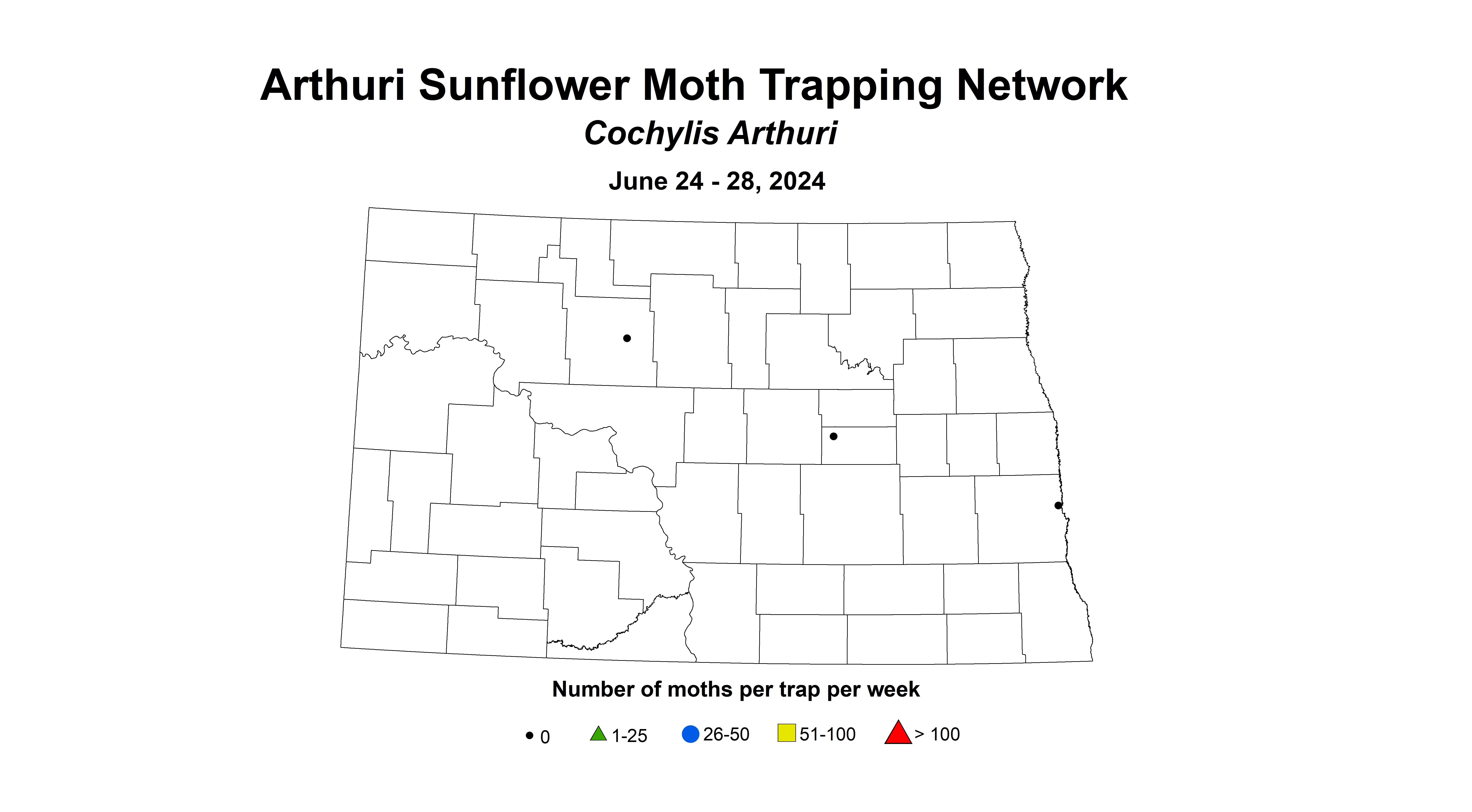 arthuri sunflower moth June 24-28 2024