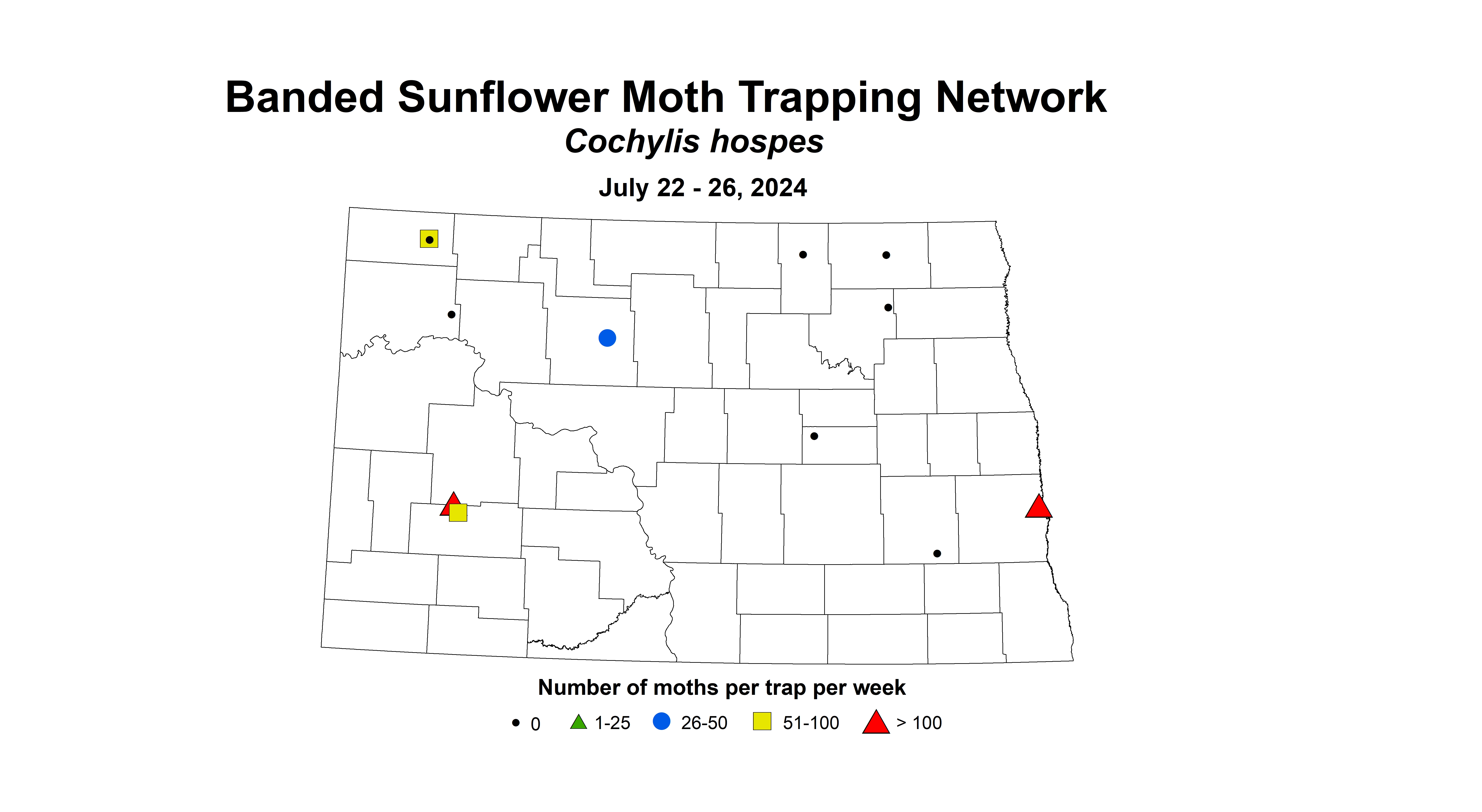 banded sunflower moth July 22 - 26 2024