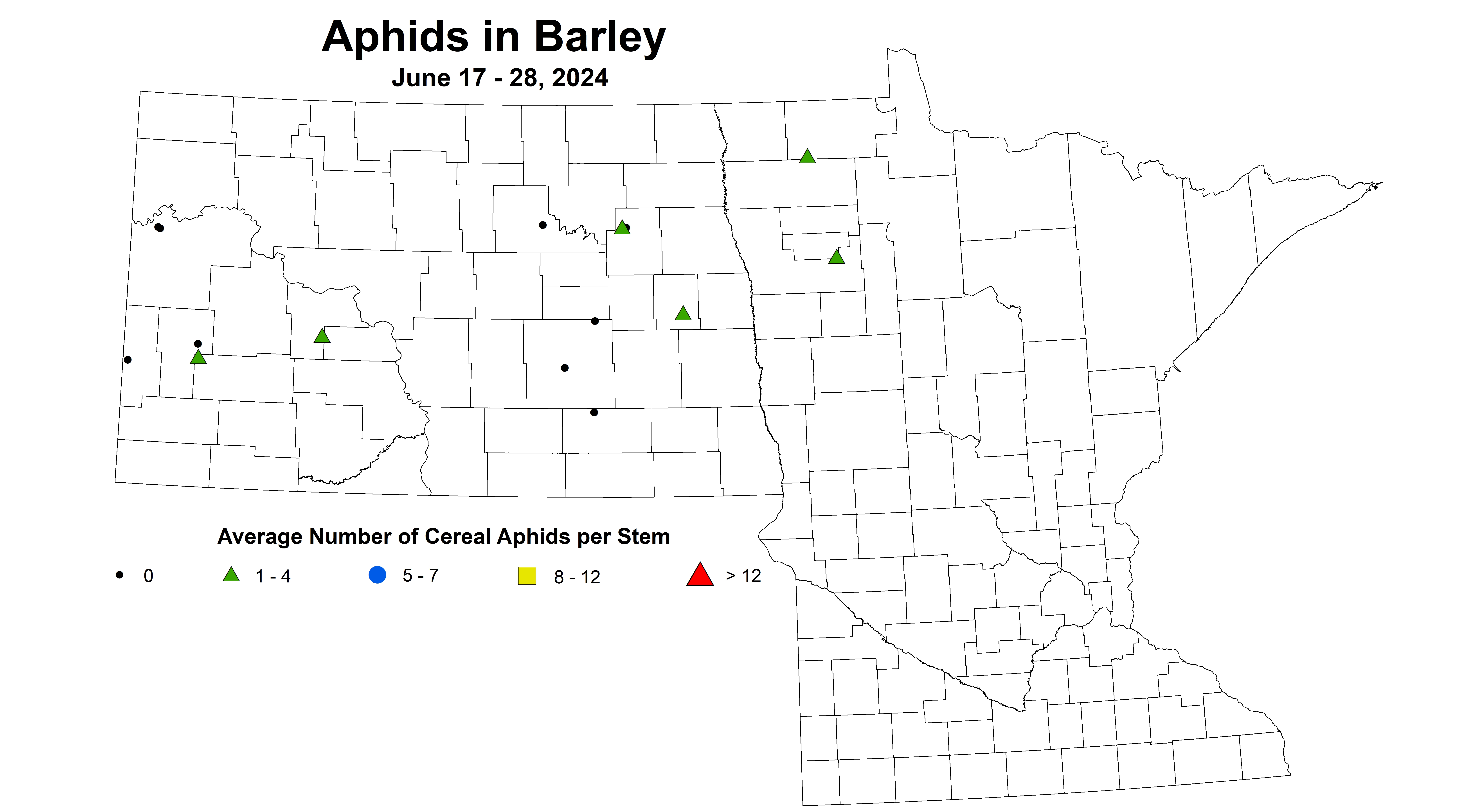 barley aphids June 17-28 2024