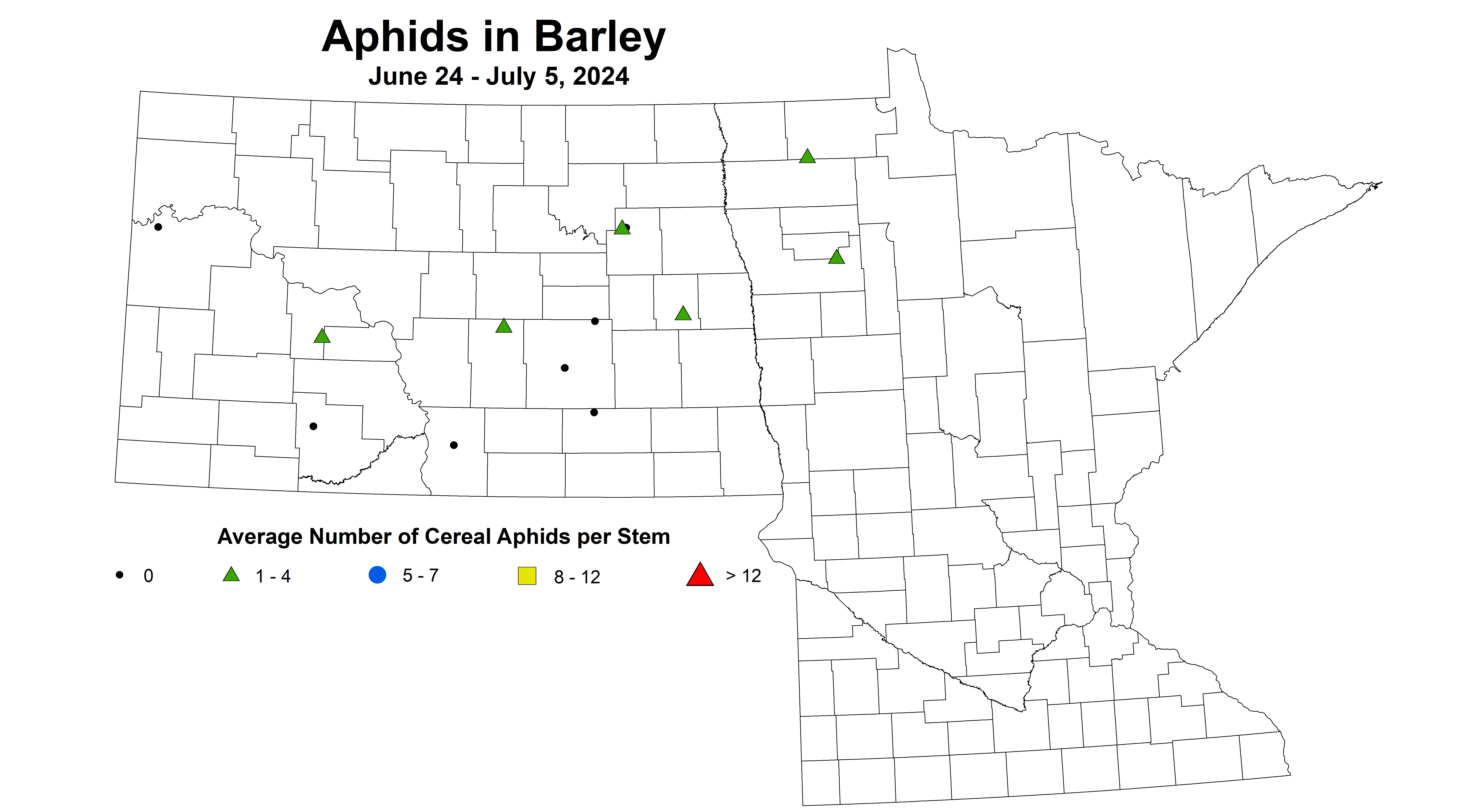 barley aphids June 24 to July 5 2024