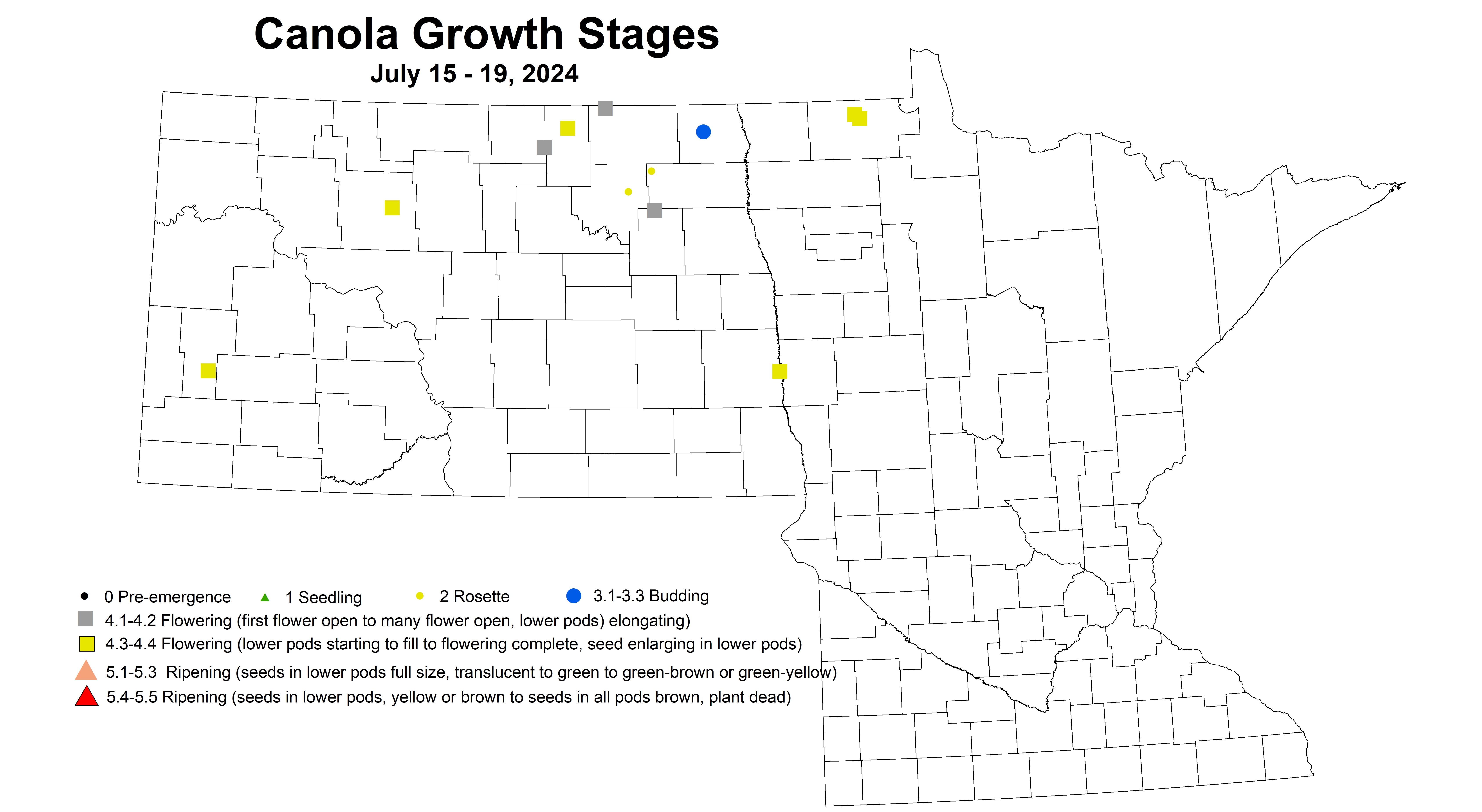 canola growth stages 7.15-7.19 2024
