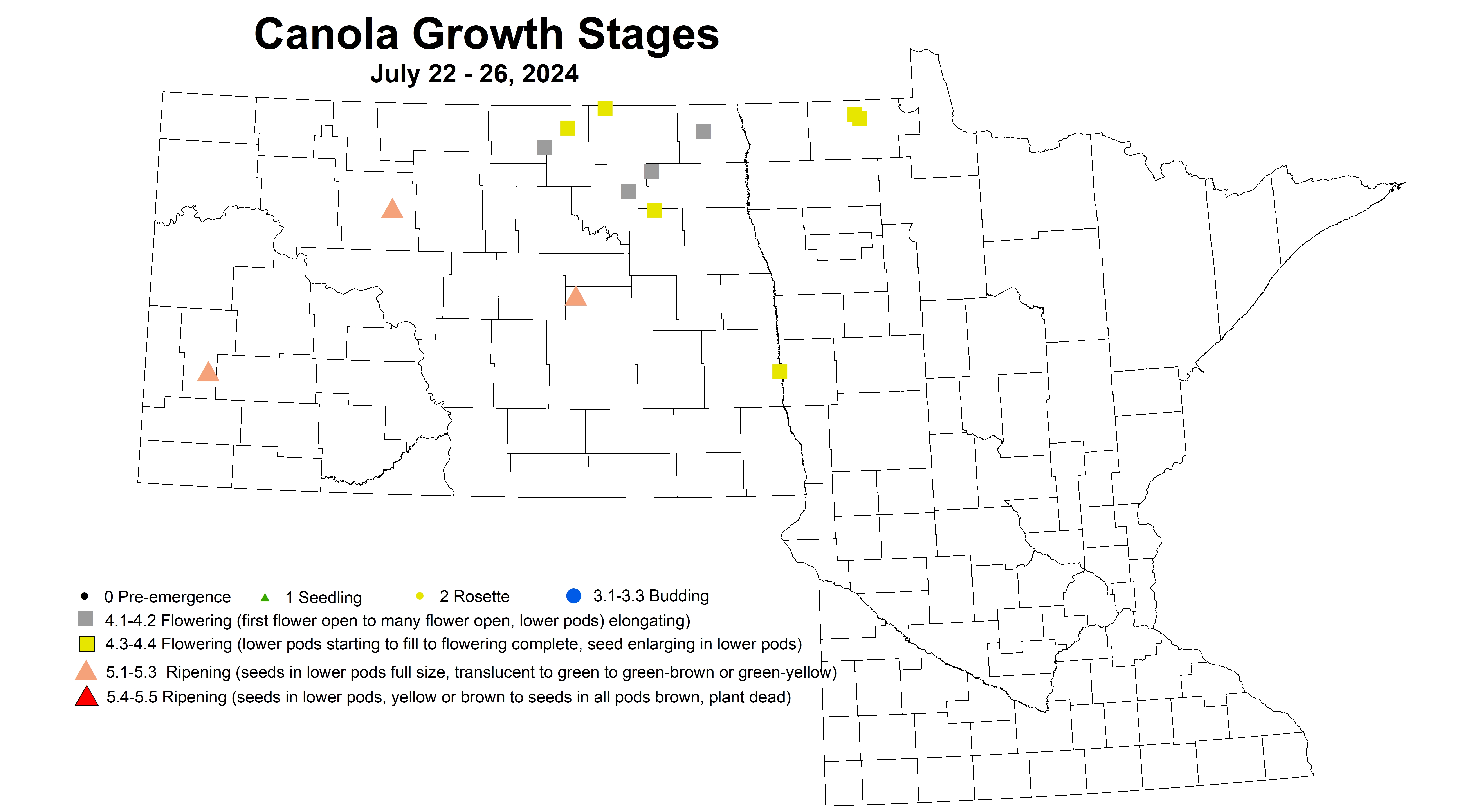 canola growth stages 7.22-7.26 2024