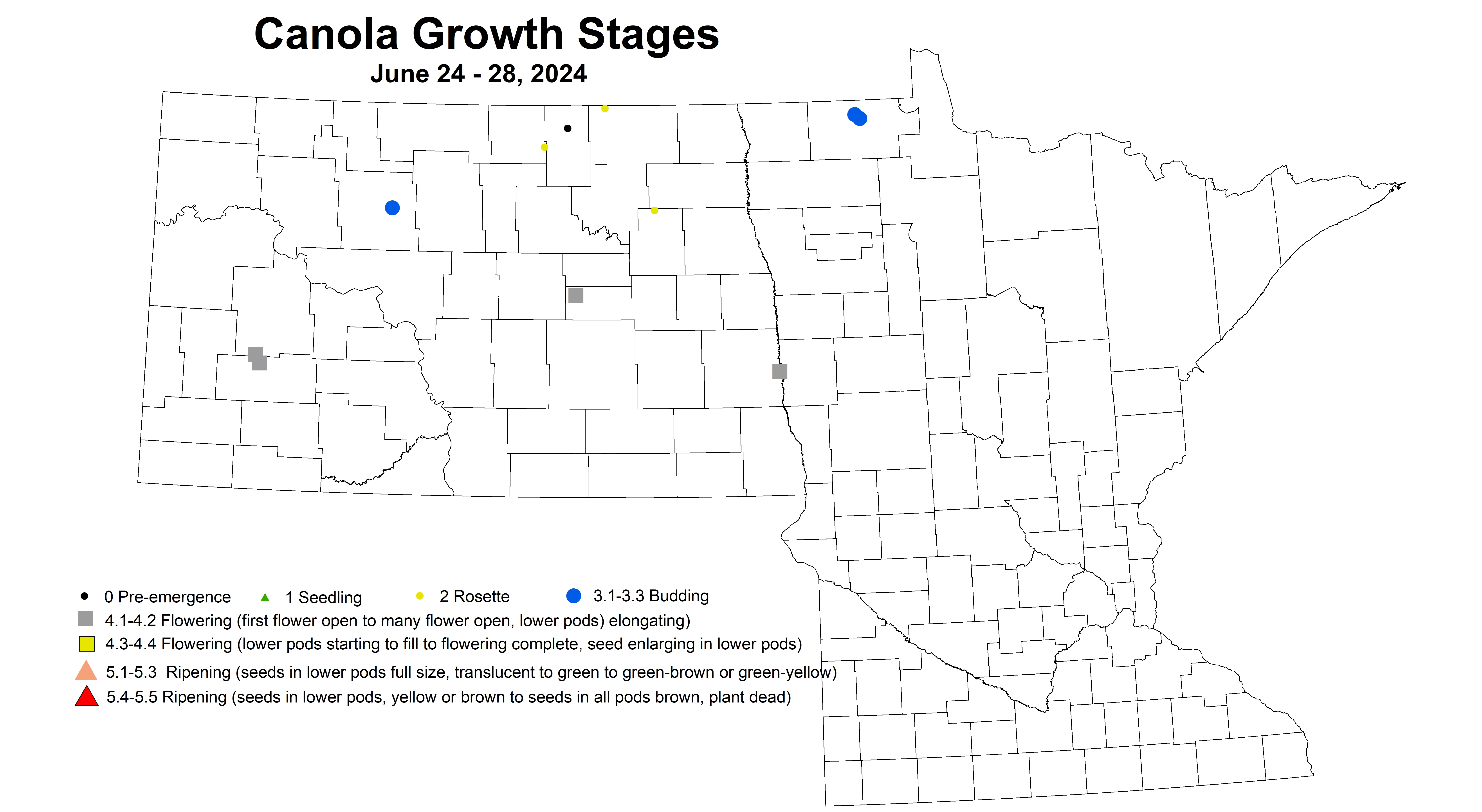 corrected canola growth stages 6.24-6.28 2024