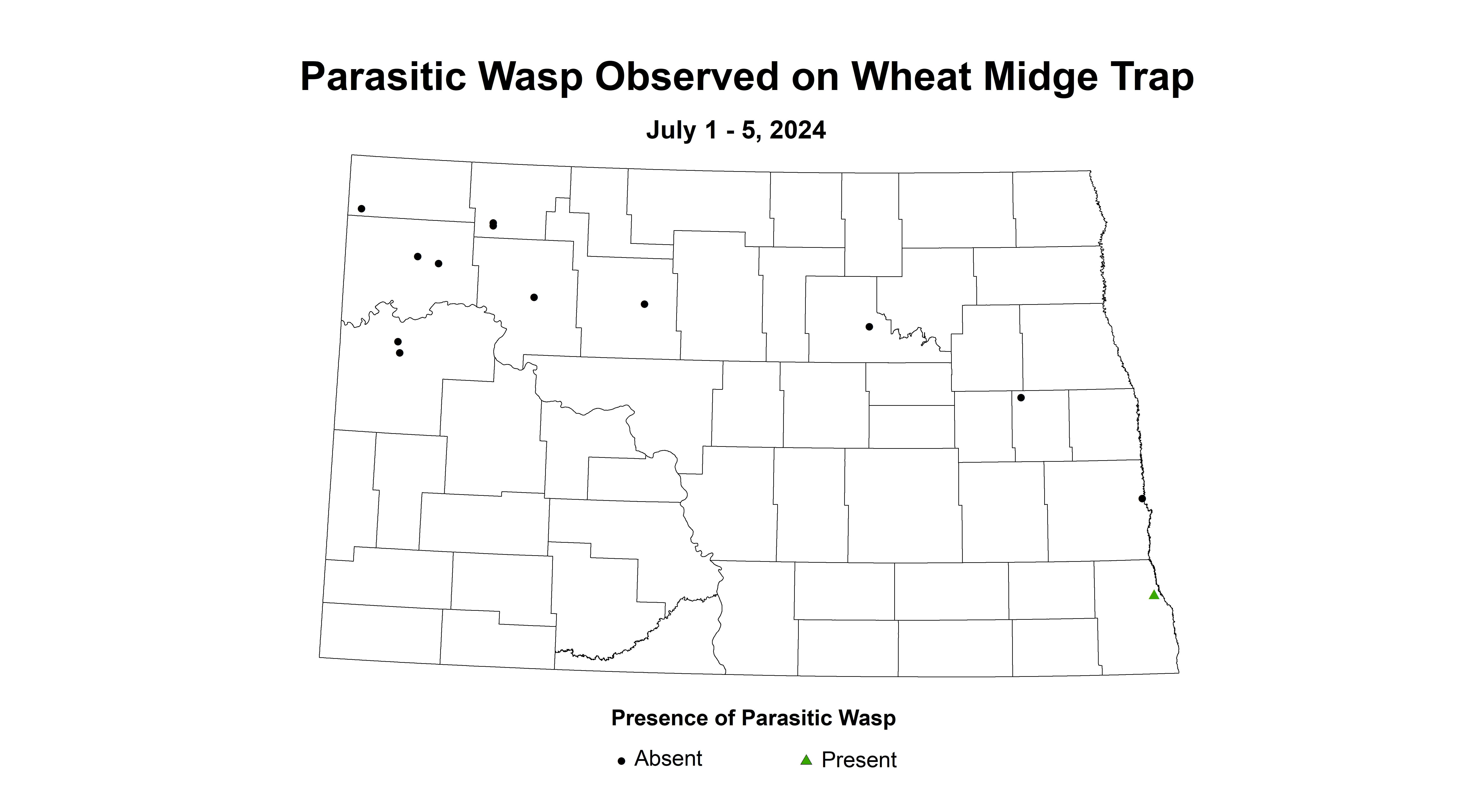 parasitic wasp July 1 - 5 2024