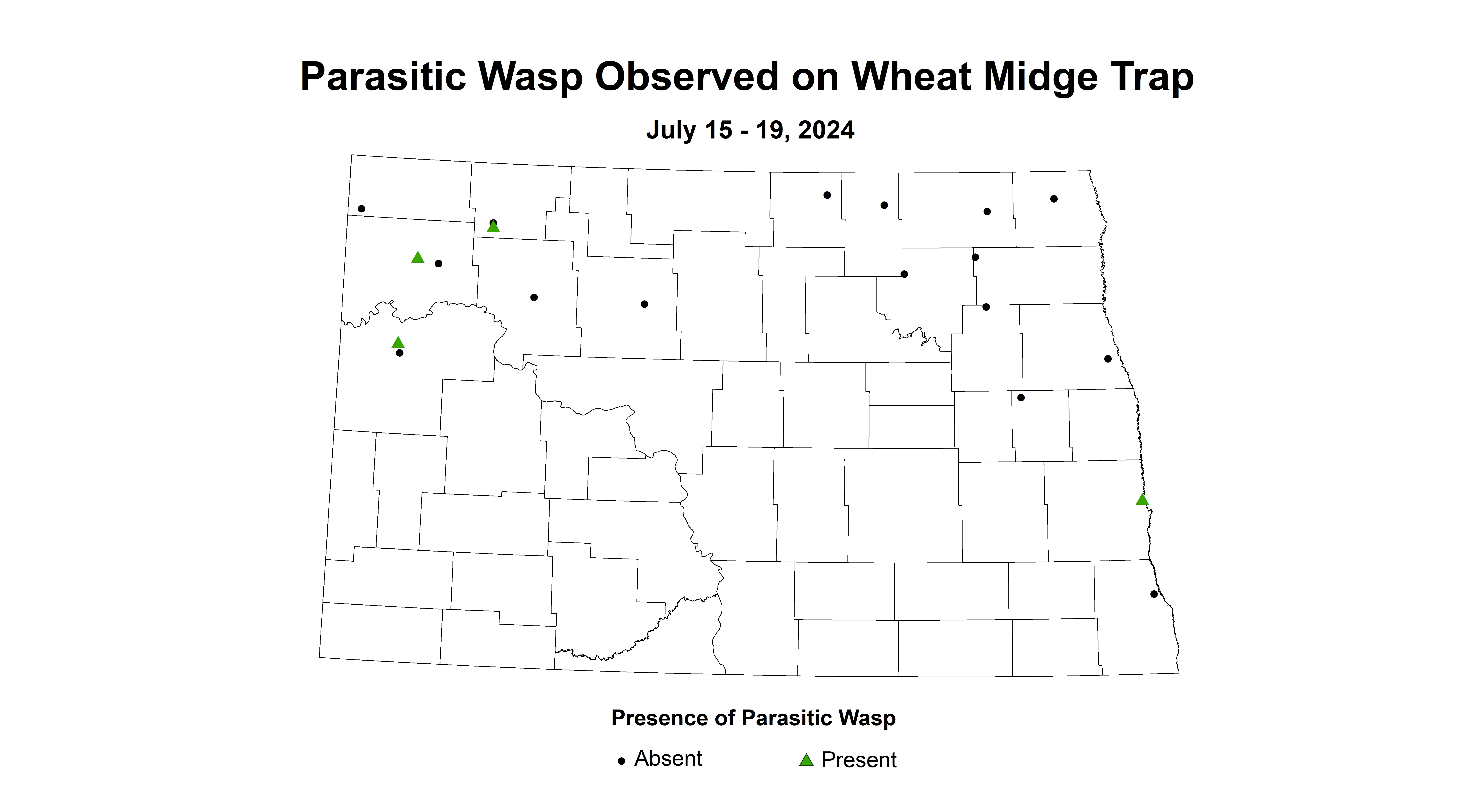 parasitic wasp on wheat midge trap July 15 - 19 2024